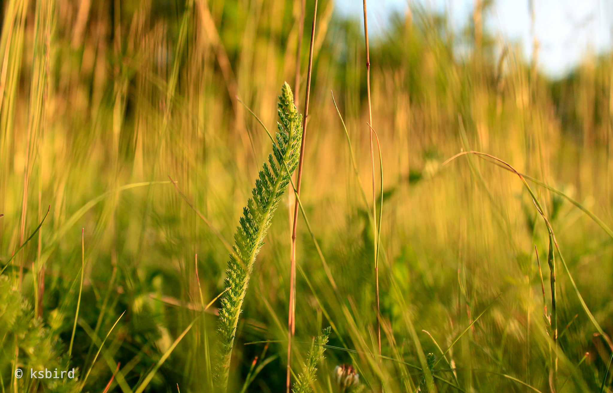 beauty in the simple - My, Nature, Sunset