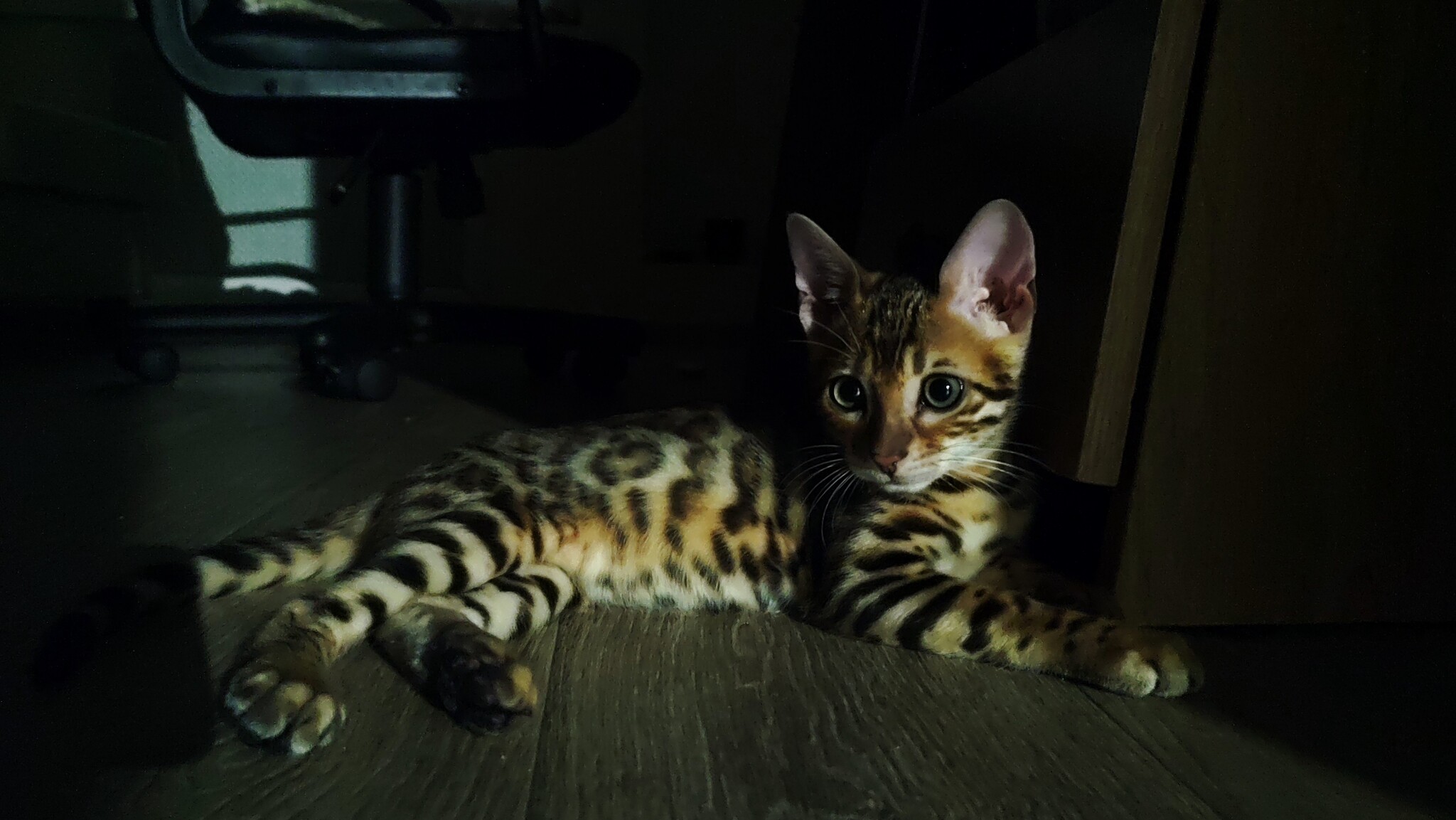 The calm before the night storm - My, cat, Bengal cat, Mobile photography