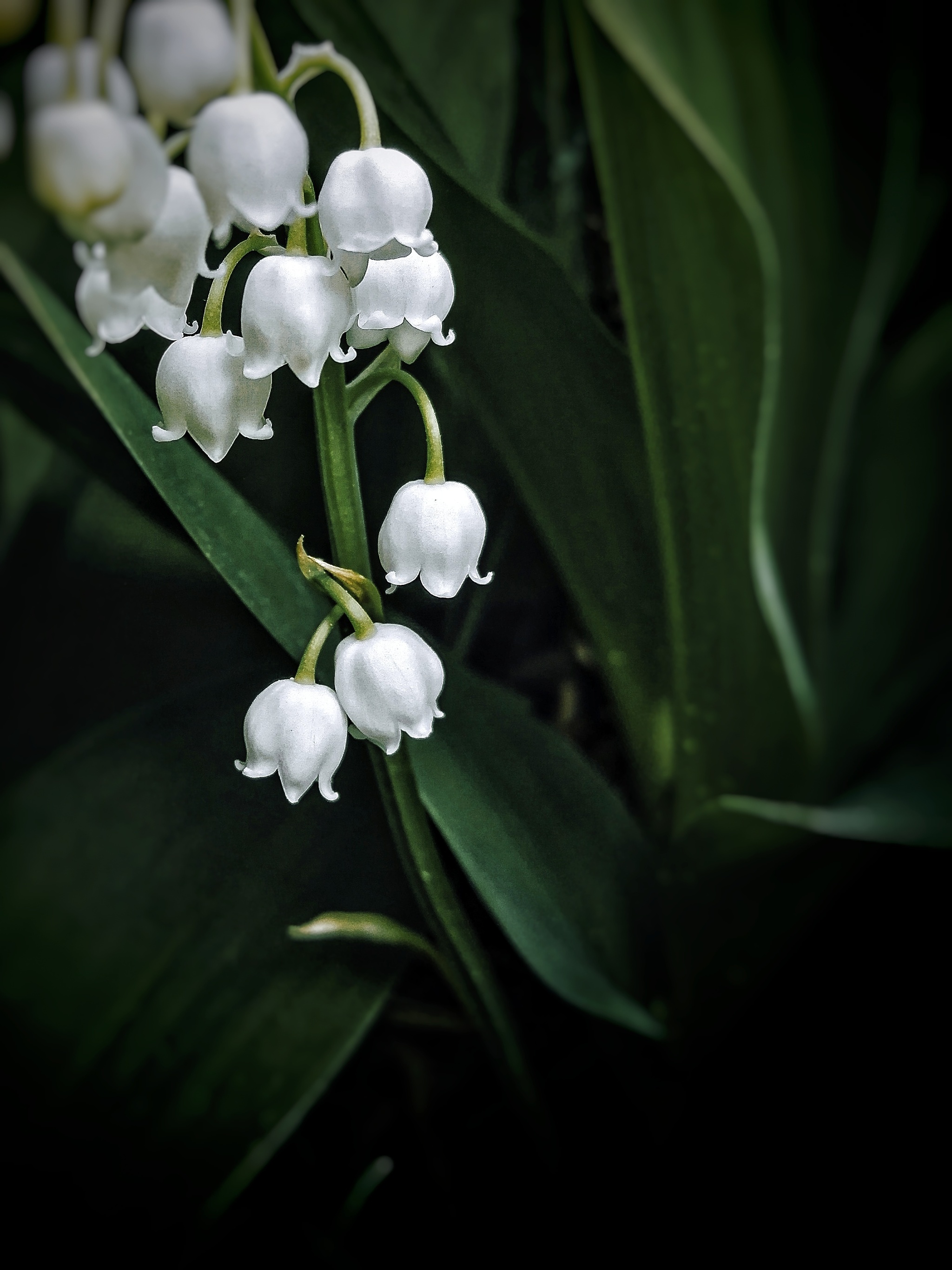 lilies of the valley - Mobile photography, Nature, The nature of Russia, The photo, beauty, Lilies of the valley