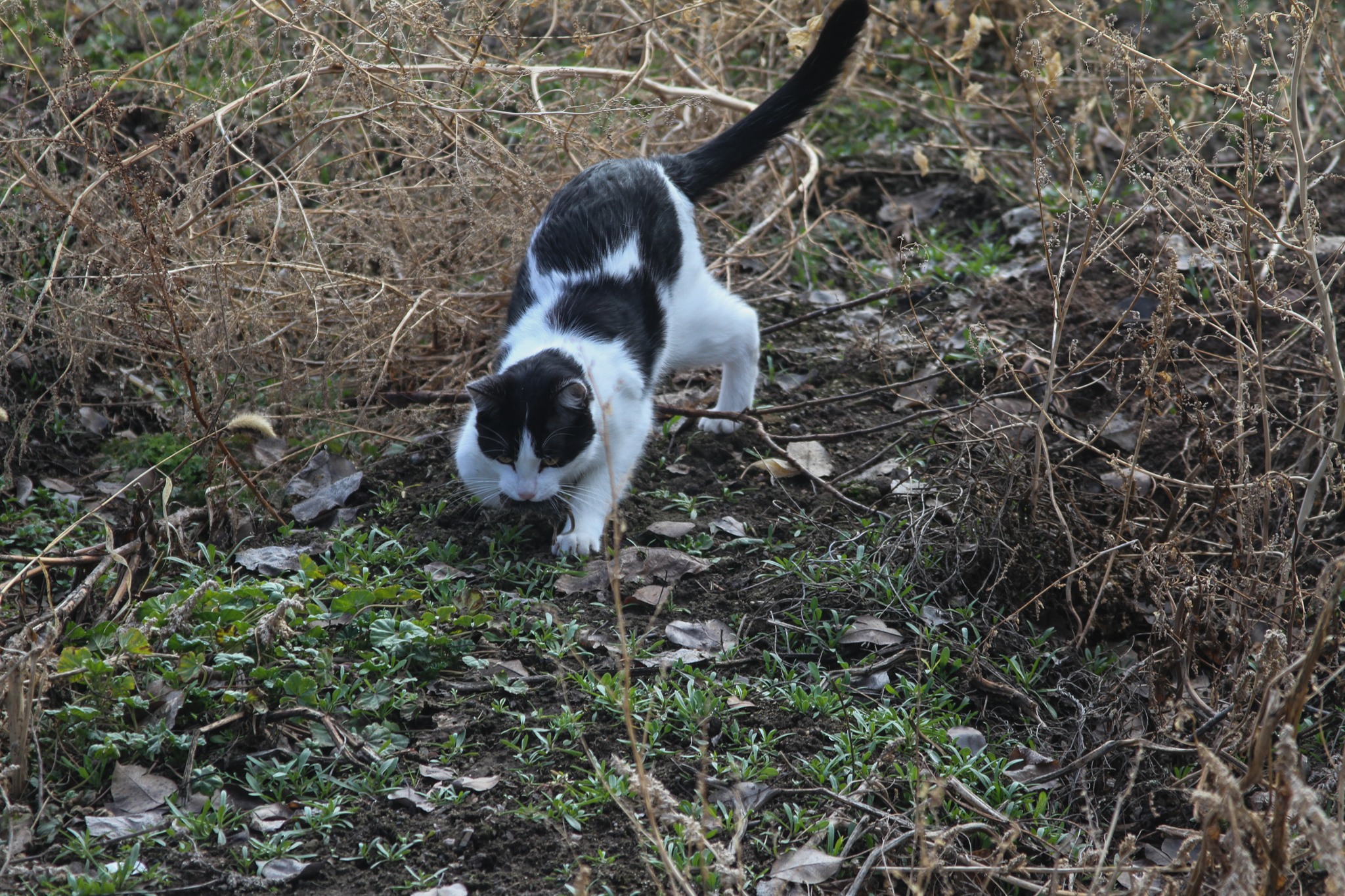 Predator - My, cat, The photo, Beginning photographer