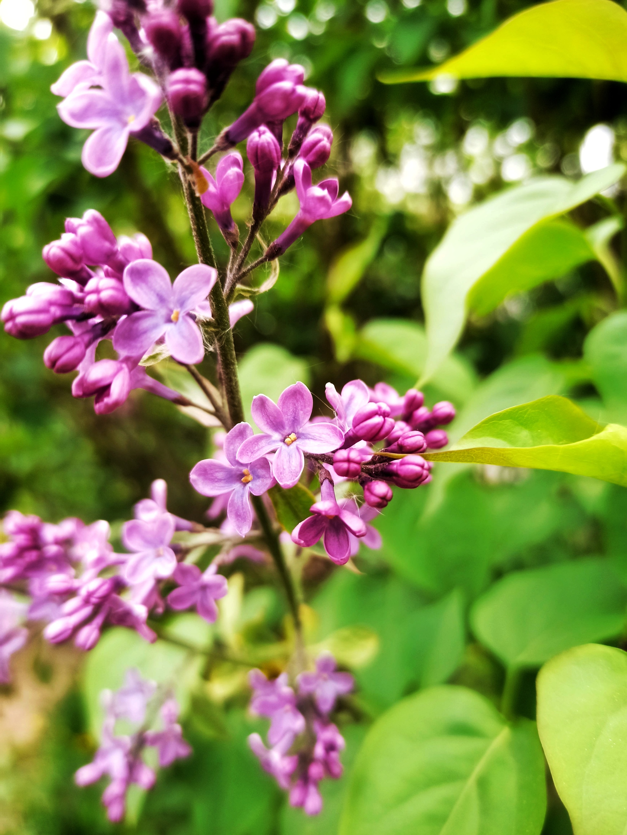 Suddenly, someone in life needs a five-leaf lilac flower to fulfill their cherished desire, I can throw off the coordinates - My, Lilac, Cinquefoil, Kindness, The photo, Flowers