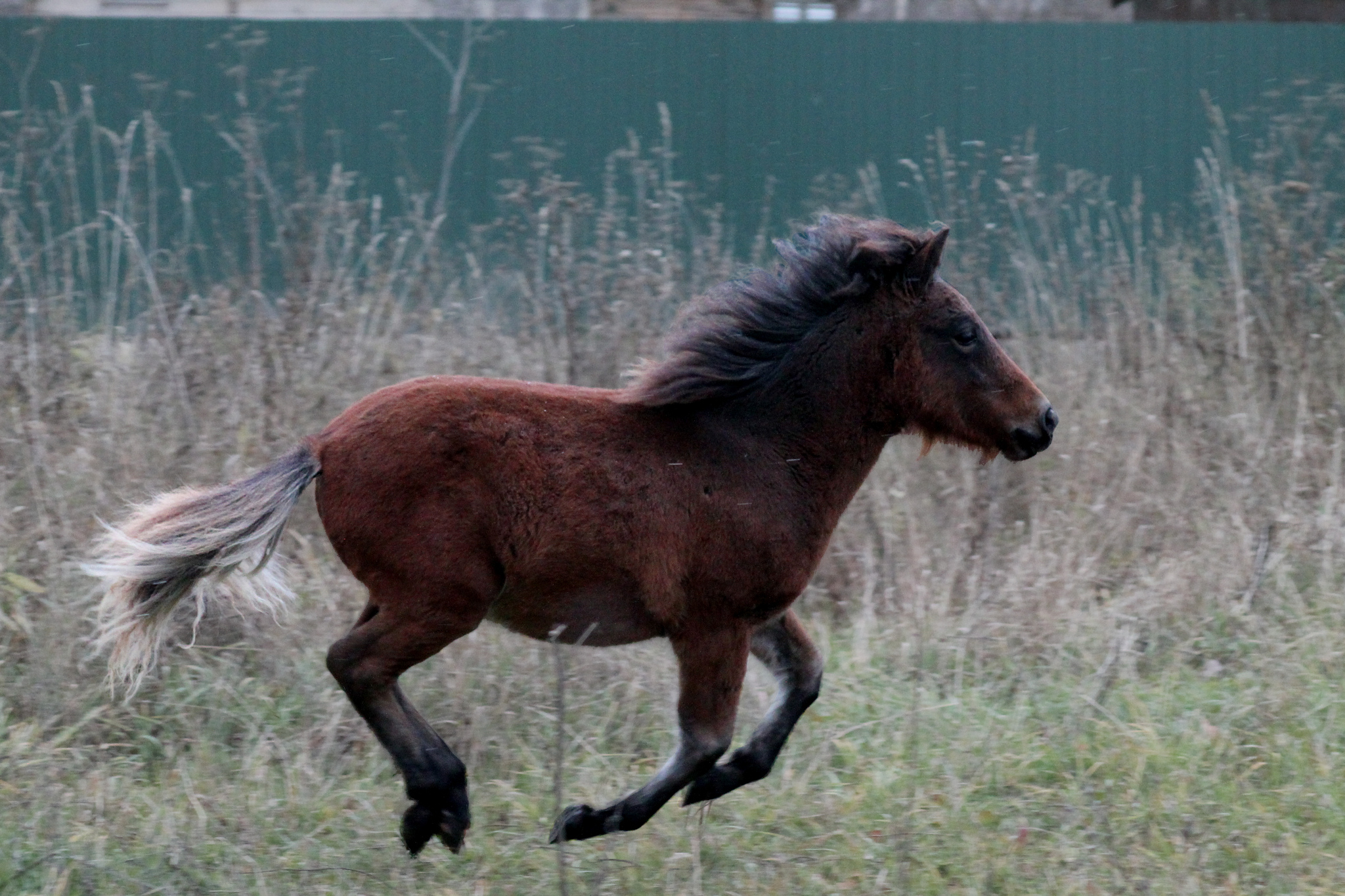 Mythbusters about ponies. Part 1 - My, Horses, Pony, Horseback riding, Animals, Pets, Myths, Horseback Riding, Longpost