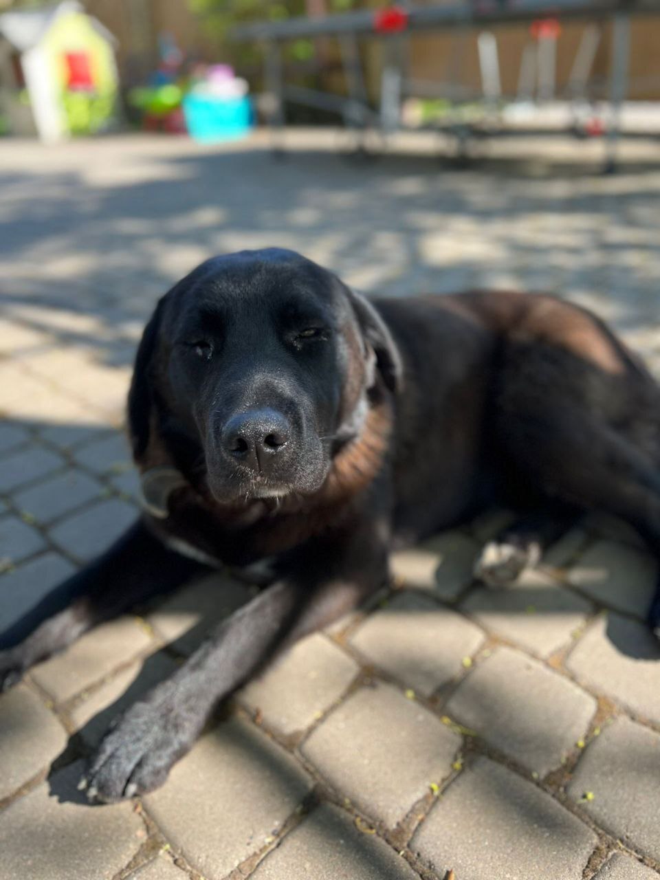 Two mestizo Labradors were dropped out of the car in Toksovo 10 days ago. - My, Animal Rescue, Leningrad region, Dog, No rating, Saint Petersburg, In good hands, The strength of the Peekaboo, Video, Vertical video, Longpost