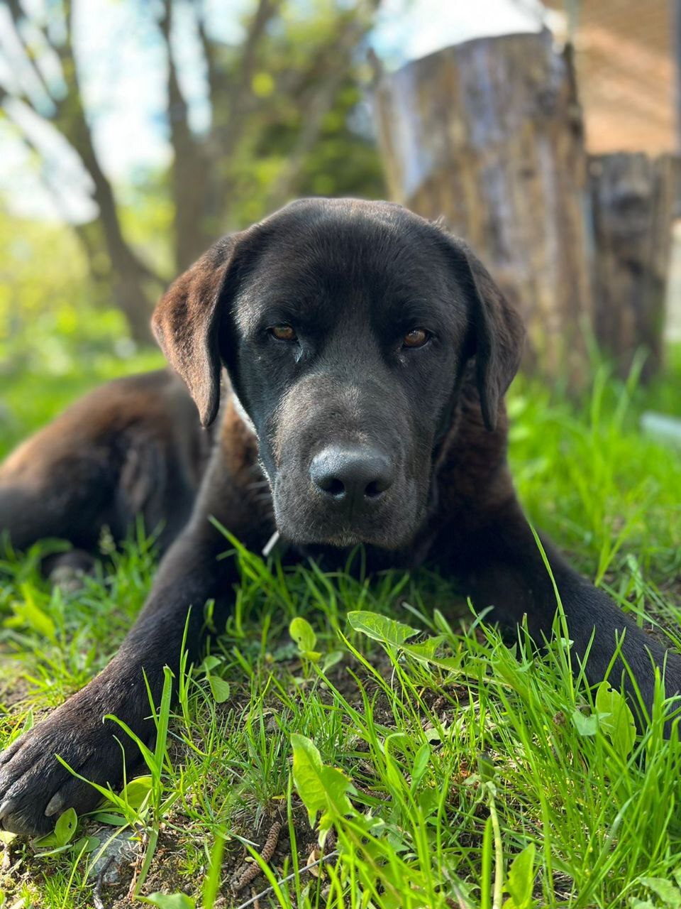 Two mestizo Labradors were dropped out of the car in Toksovo 10 days ago. - My, Animal Rescue, Leningrad region, Dog, No rating, Saint Petersburg, In good hands, The strength of the Peekaboo, Video, Vertical video, Longpost