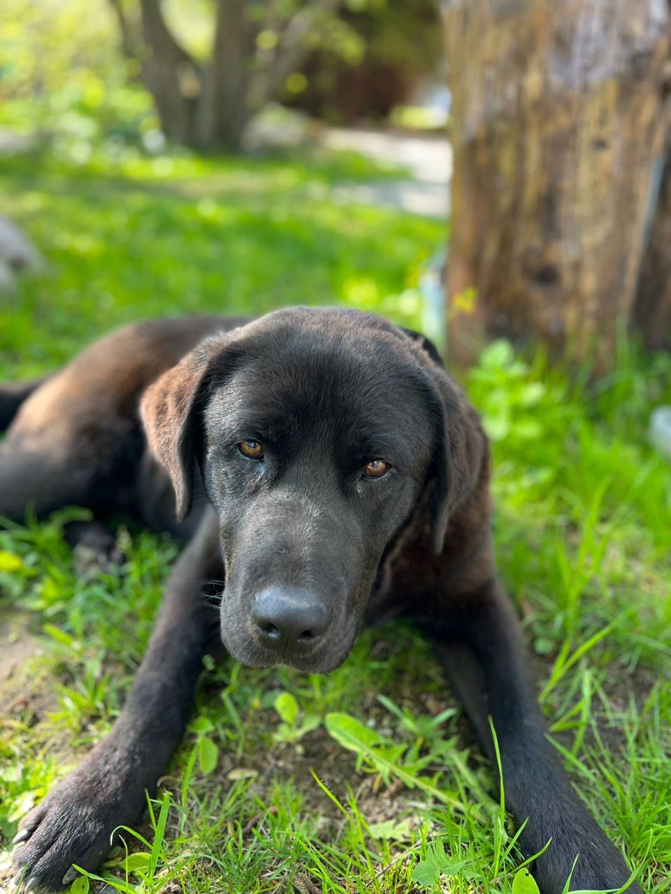 Two mestizo Labradors were dropped out of the car in Toksovo 10 days ago. - My, Animal Rescue, Leningrad region, Dog, No rating, Saint Petersburg, In good hands, The strength of the Peekaboo, Video, Vertical video, Longpost