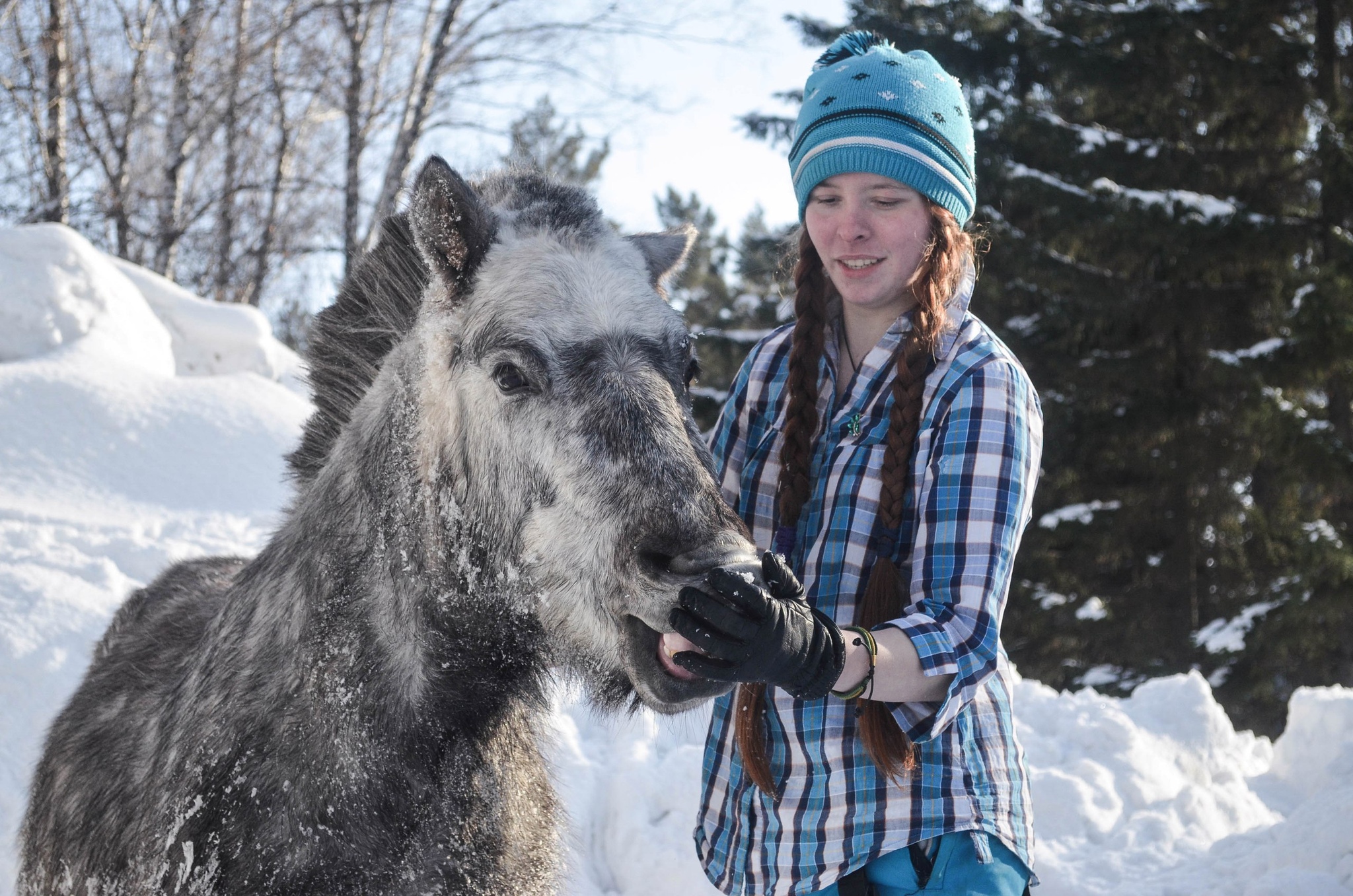 Mythbusters about ponies. Part 1 - My, Horses, Pony, Horseback riding, Animals, Pets, Myths, Horseback Riding, Longpost