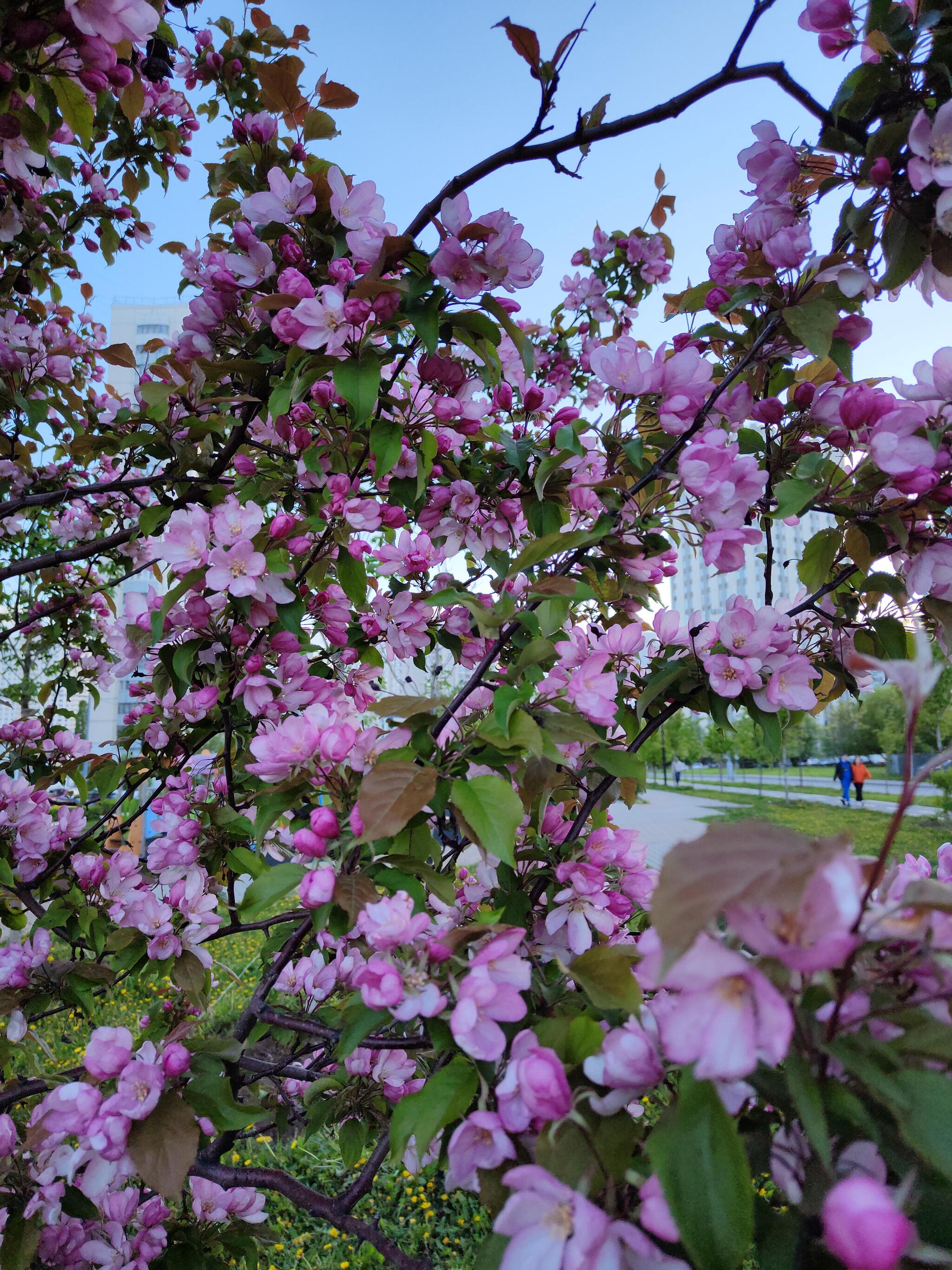 Sievers apple trees bloomed in Moscow - Russia, Bloom, Moscow, Apple tree