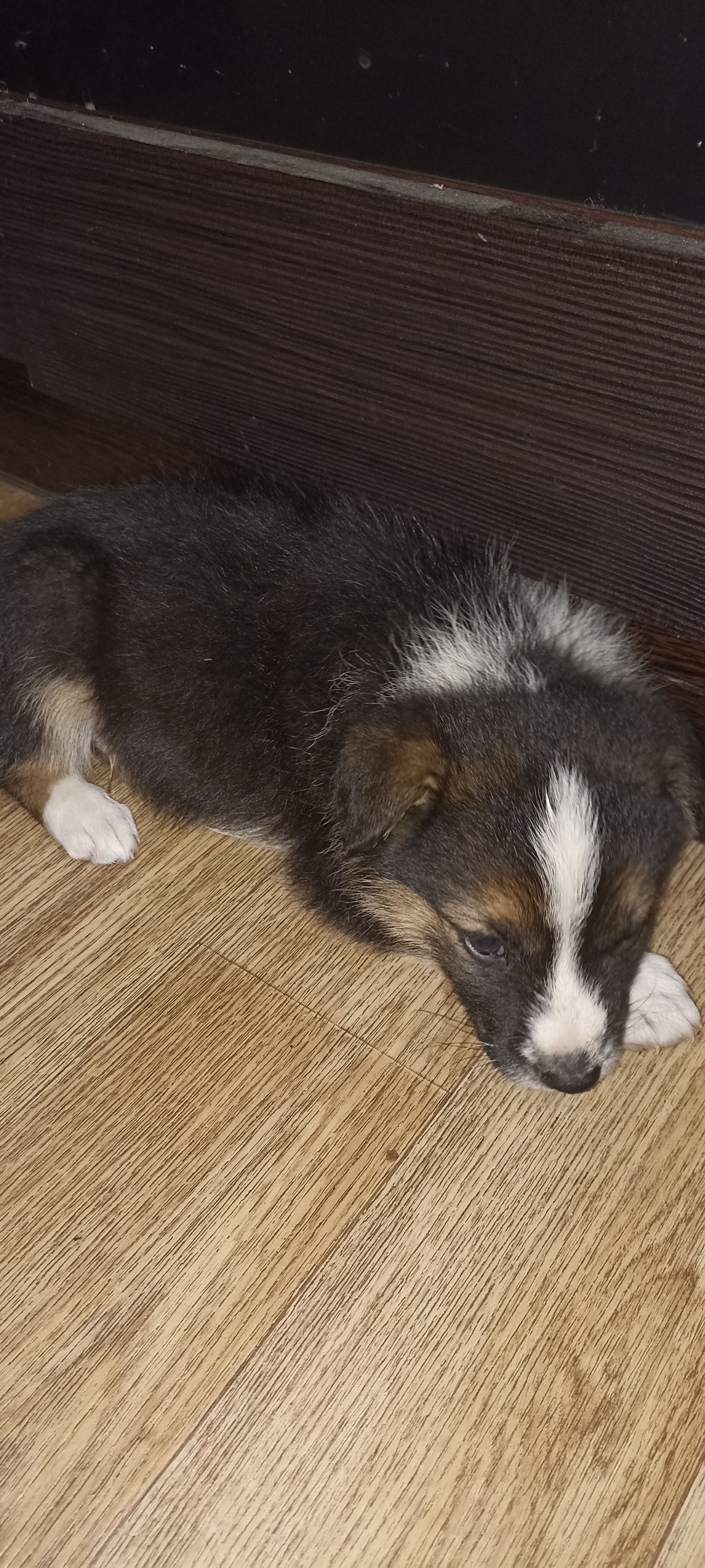 New concern, dog in the house) - My, Dog, Puppies, Longpost