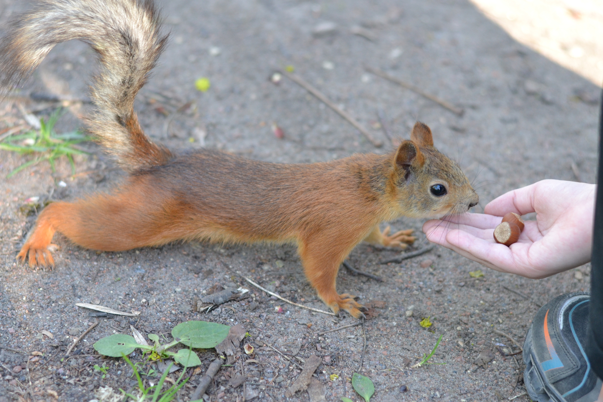 Walk in the park of St. Petersburg - My, Saint Petersburg, Nikon, Squirrel, Beginning photographer, The park, Longpost