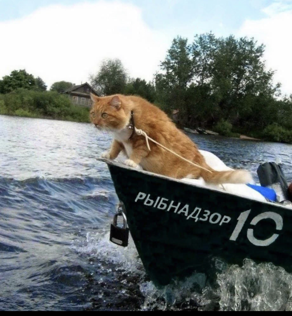 Rybnadzor - Milota, Nature, Kus, cat, A boat, Redheads