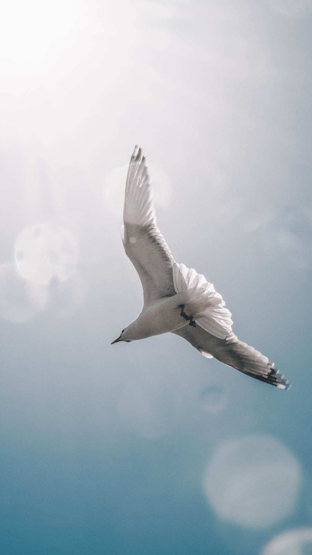 Crimea - My, Crimea, Seagulls, Black Sea