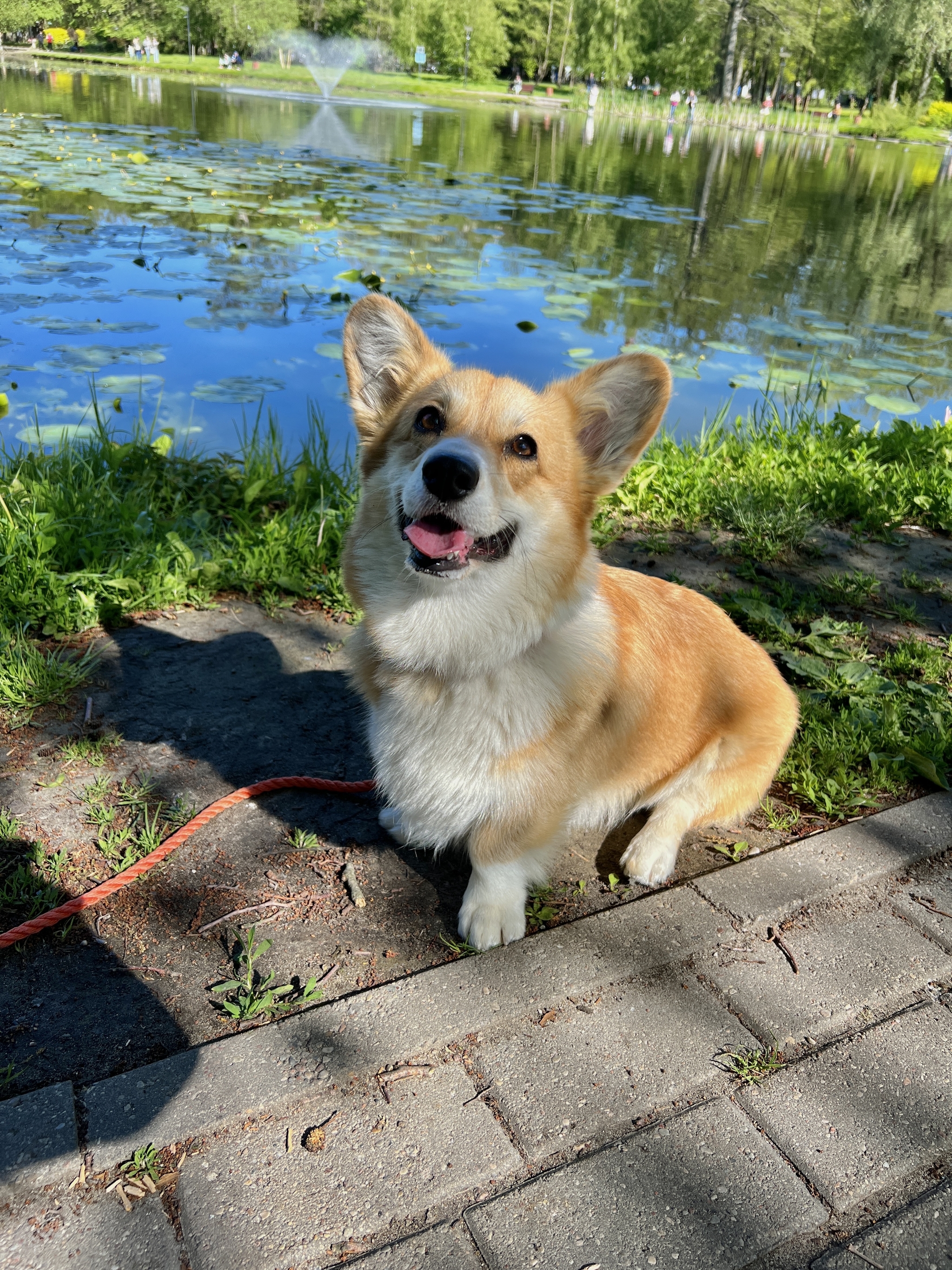 Corgi grew up 2020 VS 2022 - My, Corgi, Welsh corgi pembroke, Dog, Longpost