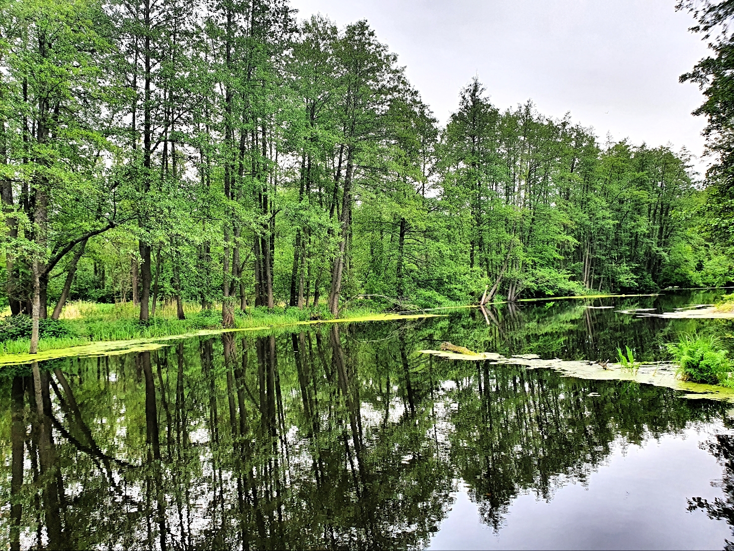 Voronezh Biosphere Reserve - My, Voronezh Reserve, The photo, Mobile photography, Longpost