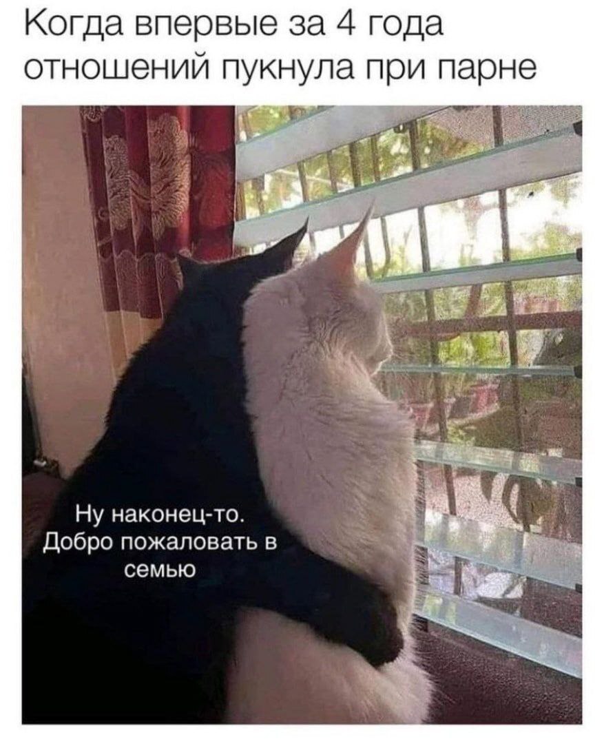 New level - Picture with text, Humor, Memes, cat