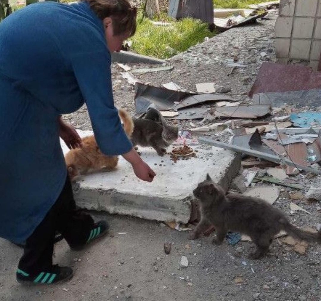 We continue the evacuation and do not stop the collection - My, cat, Dog, The strength of the Peekaboo, Longpost, Dobrovspyshka, Kindness, Helping animals, Pick-up headphones, Belgorod, Moscow, Evacuation, The rescue, People