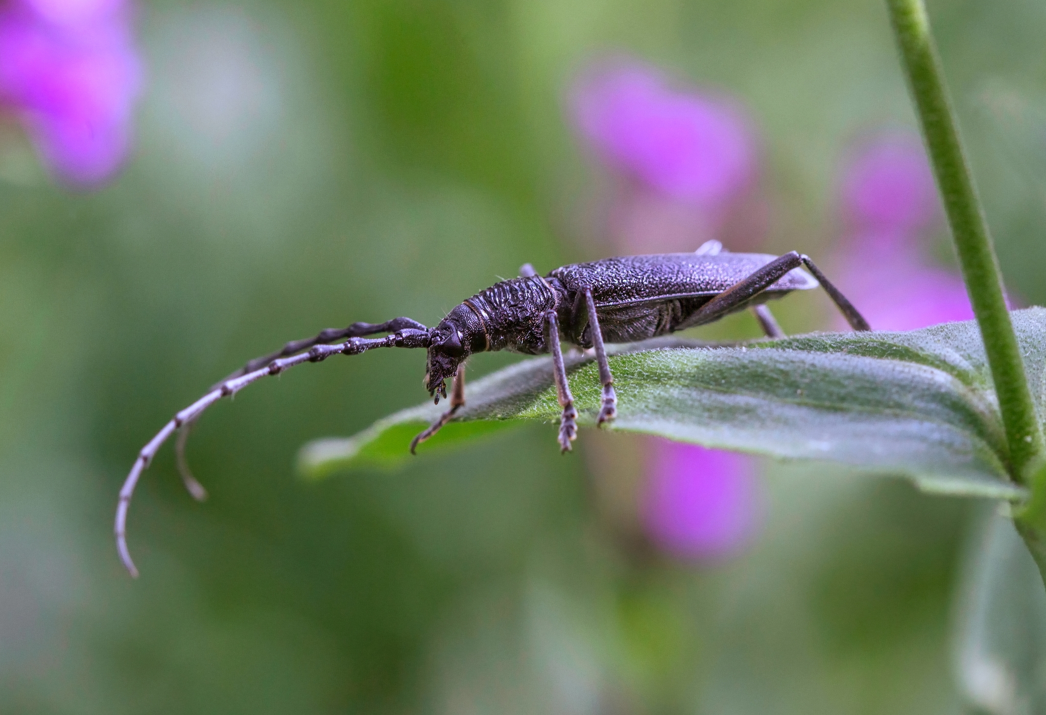 Longhorn beetle / lumberjack - My, Insects, Жуки, Macro photography, The photo, Spring