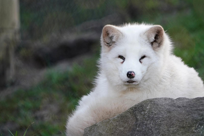 Animals in the zoo - Professional shooting, Arctic fox, American mink, Galago, Lizard, Iguana, Rabbit owl, Lioness, Himalayan bear, Serval, Eagle, Cobras, Black Panther, Jaguar, A selection, Zoo, Longpost, Elephant Jumper, Animals, Mouselemur