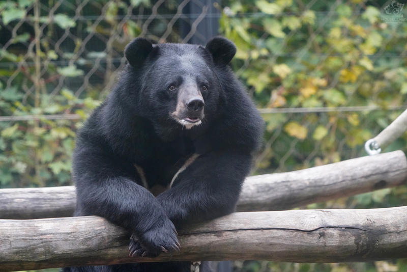 Animals in the zoo - Professional shooting, Arctic fox, American mink, Galago, Lizard, Iguana, Rabbit owl, Lioness, Himalayan bear, Serval, Eagle, Cobras, Black Panther, Jaguar, A selection, Zoo, Longpost, Elephant Jumper, Animals, Mouselemur