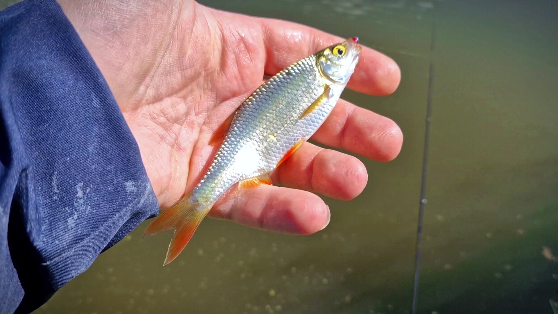 I catch rudd and bream on spinning. - My, Fishing, Mormyshka, Spinning, Street phishing, Microjig, Perch, Bream, Redfish, Video, Youtube, Longpost, Video blog