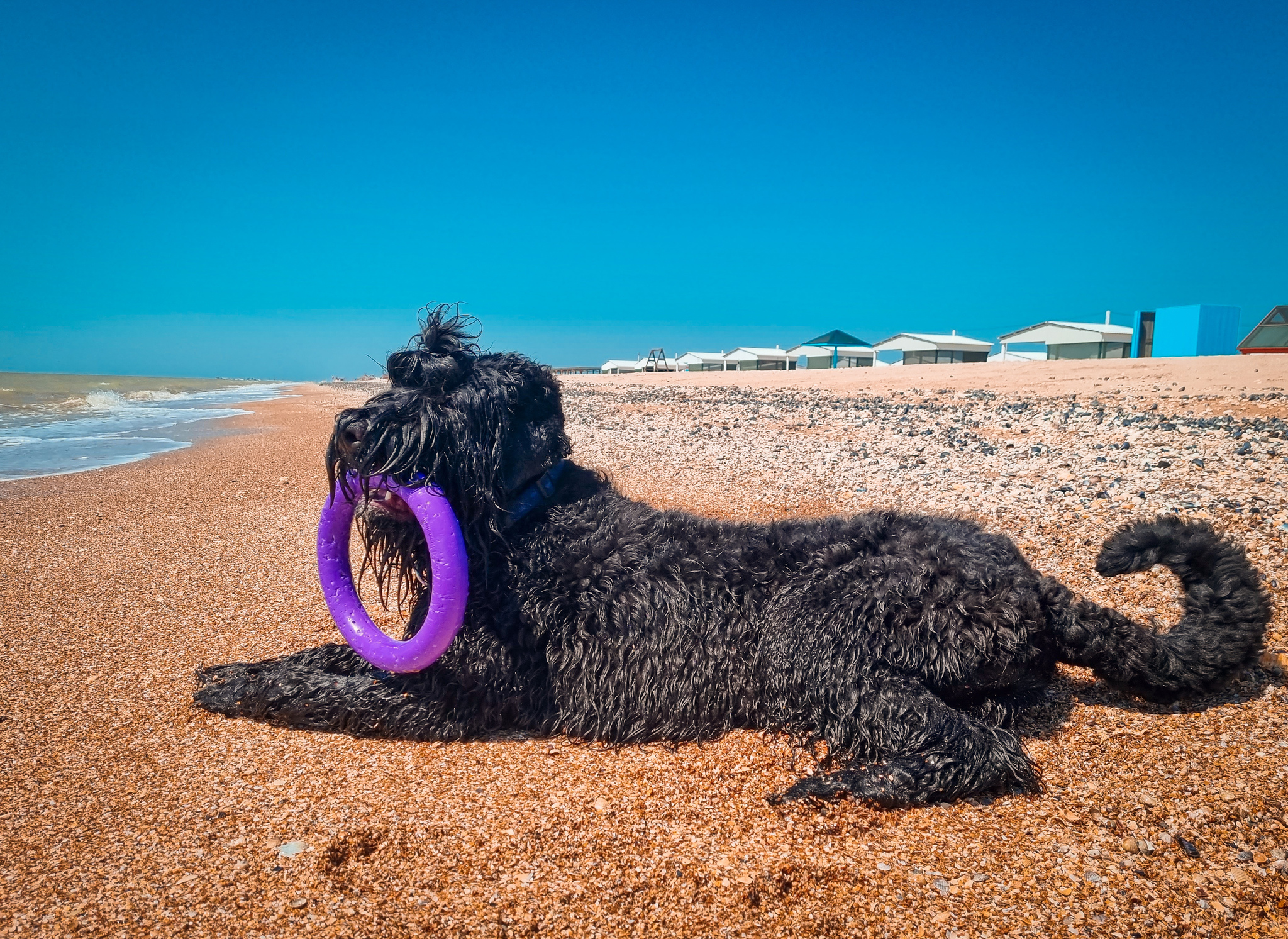 Sea - My, Dog, Russian Black Terrier, The photo, Dog days, Azov sea, Longpost