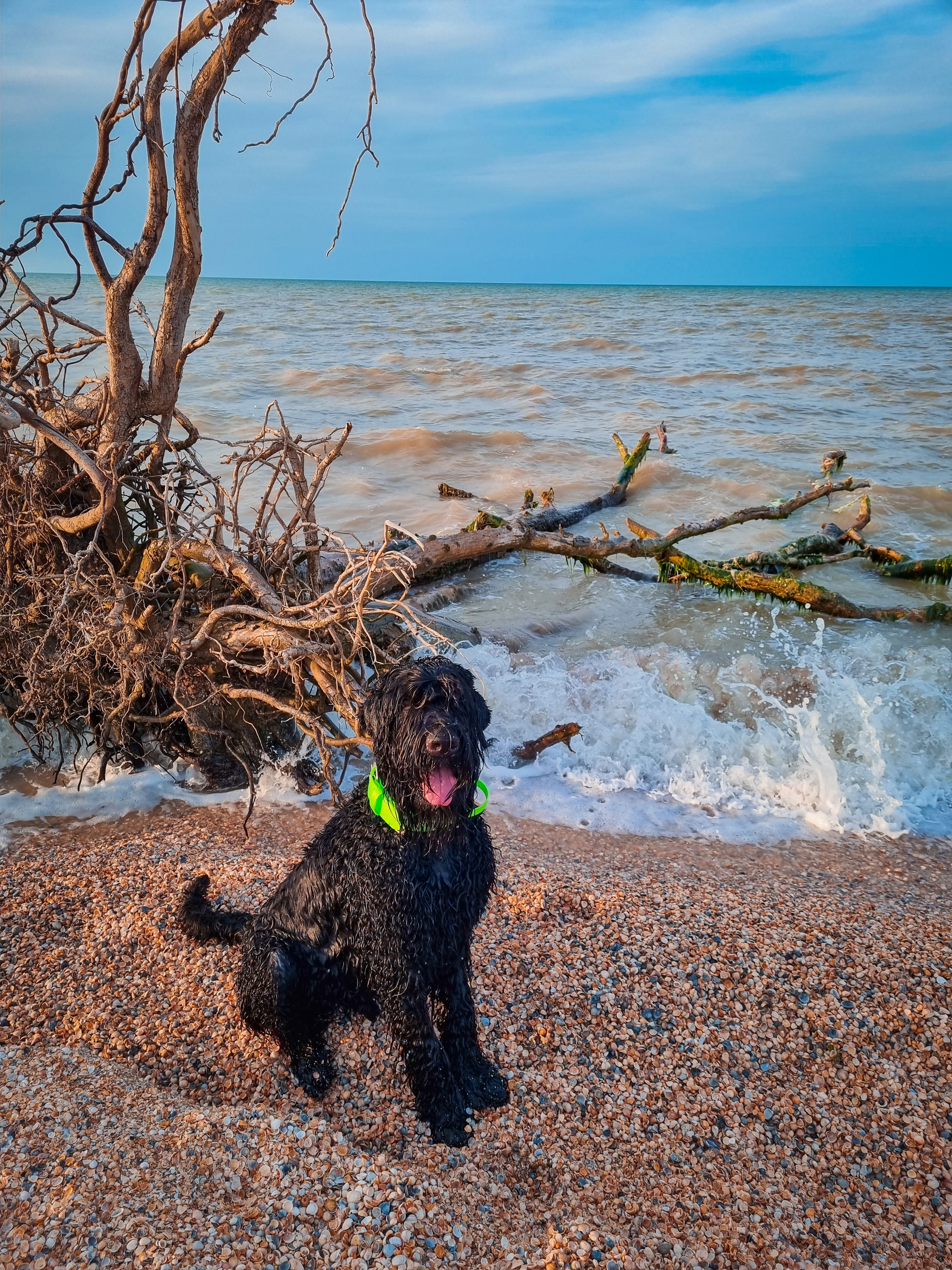 Sea - My, Dog, Russian Black Terrier, The photo, Dog days, Azov sea, Longpost