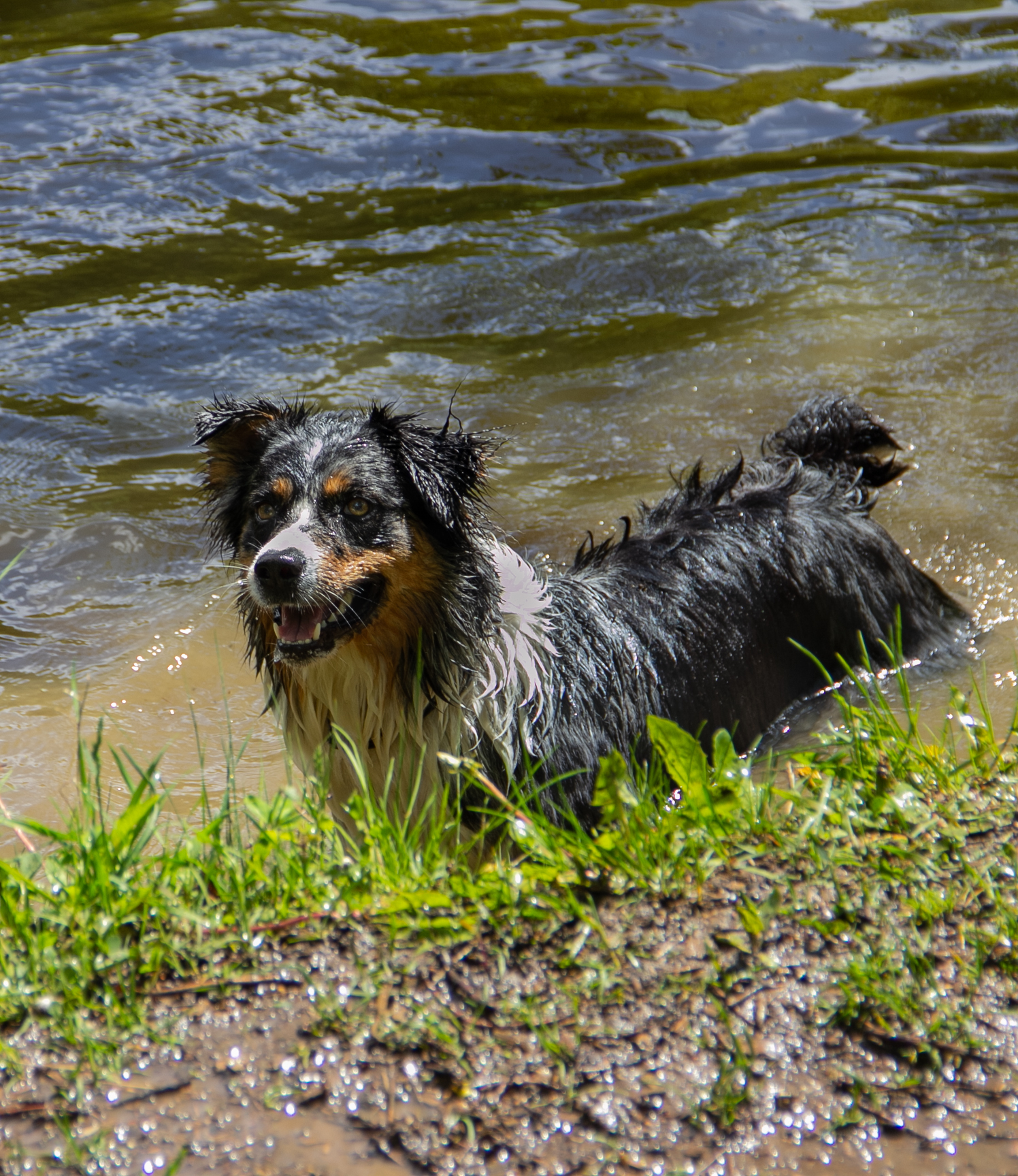 Moments of aussieness... - My, Dog, Walk, Animals, Longpost, Australian shepherd