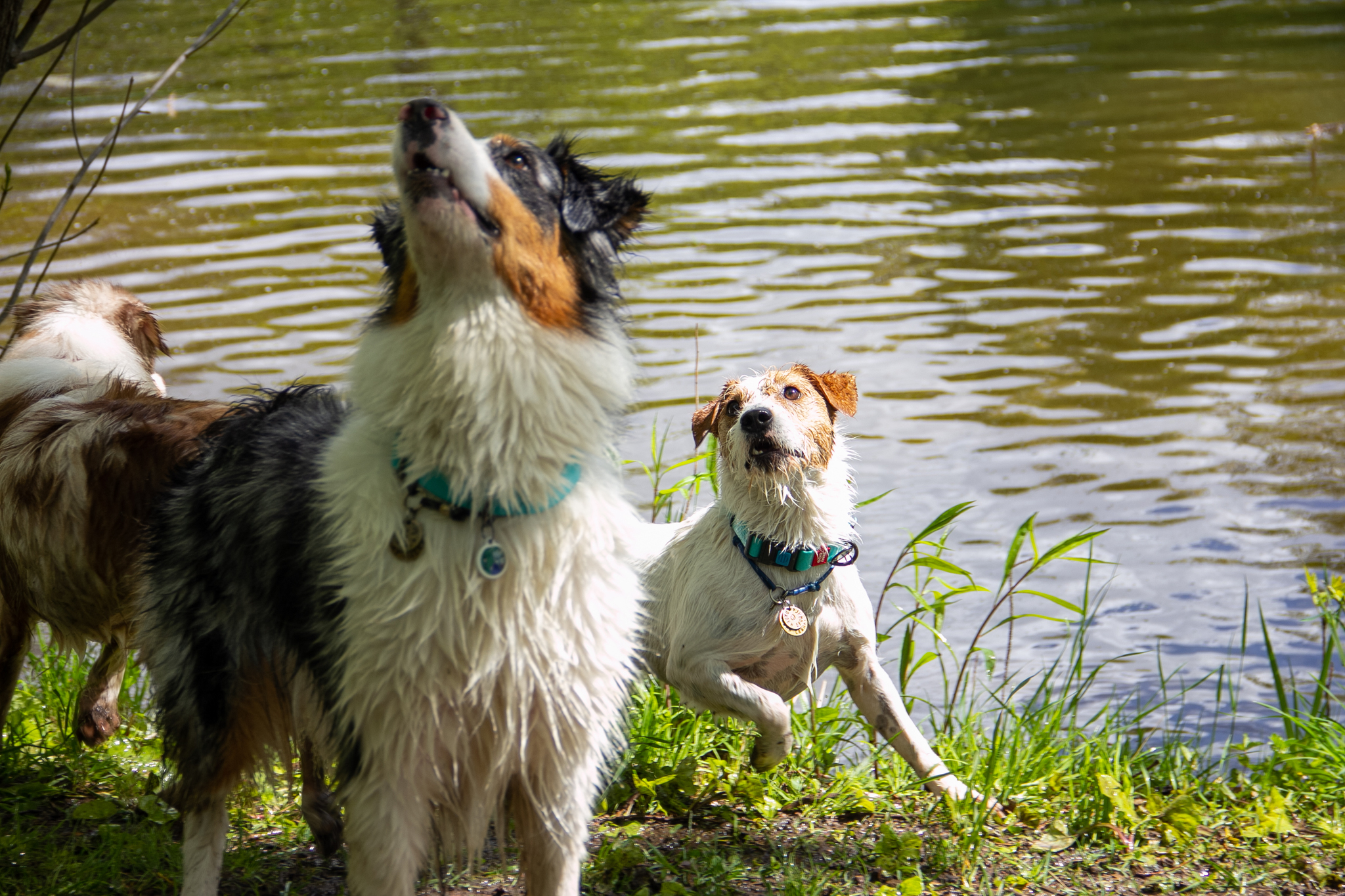 Moments of aussieness... - My, Dog, Walk, Animals, Longpost, Australian shepherd