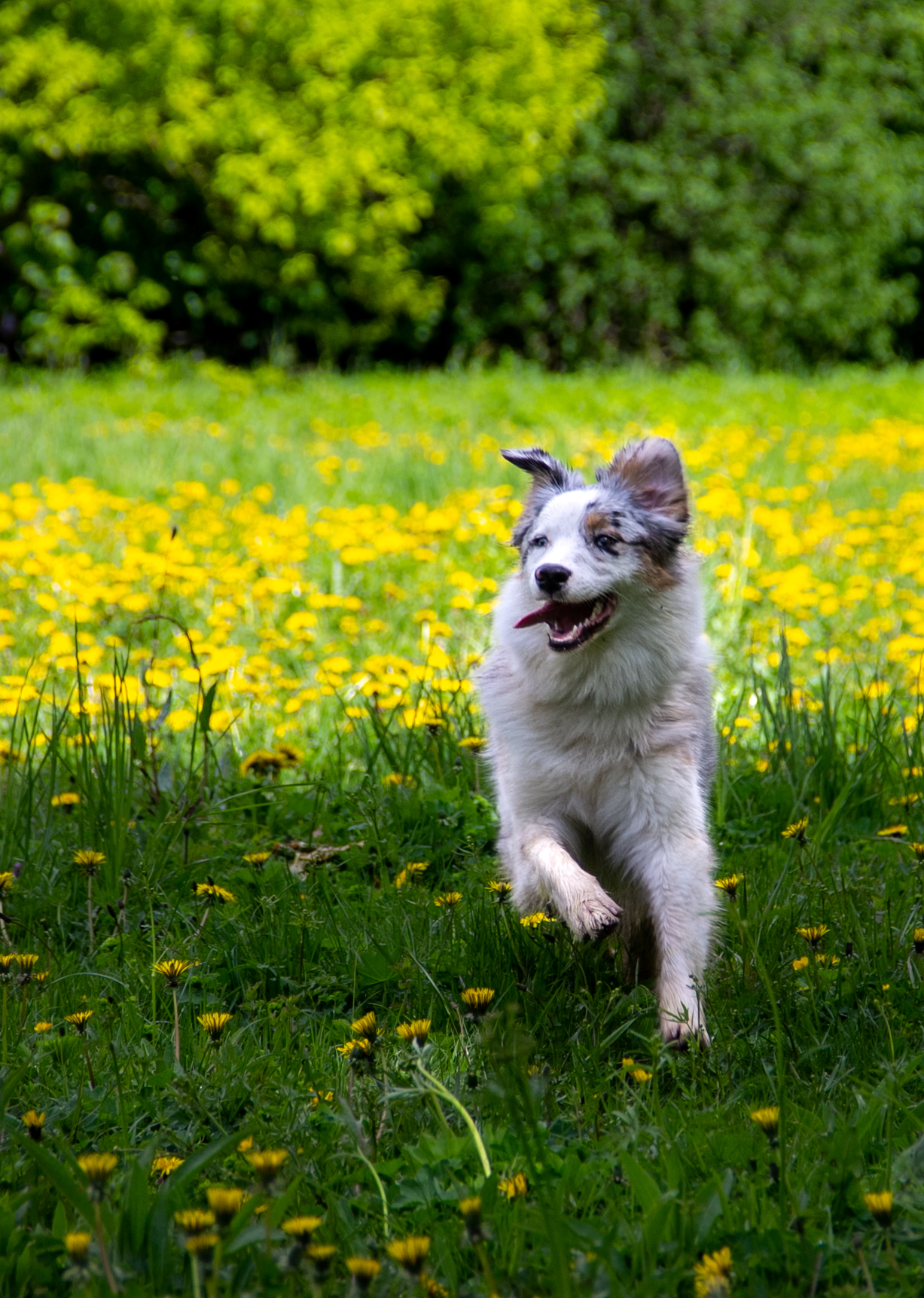 Moments of aussieness... - My, Dog, Walk, Animals, Longpost, Australian shepherd