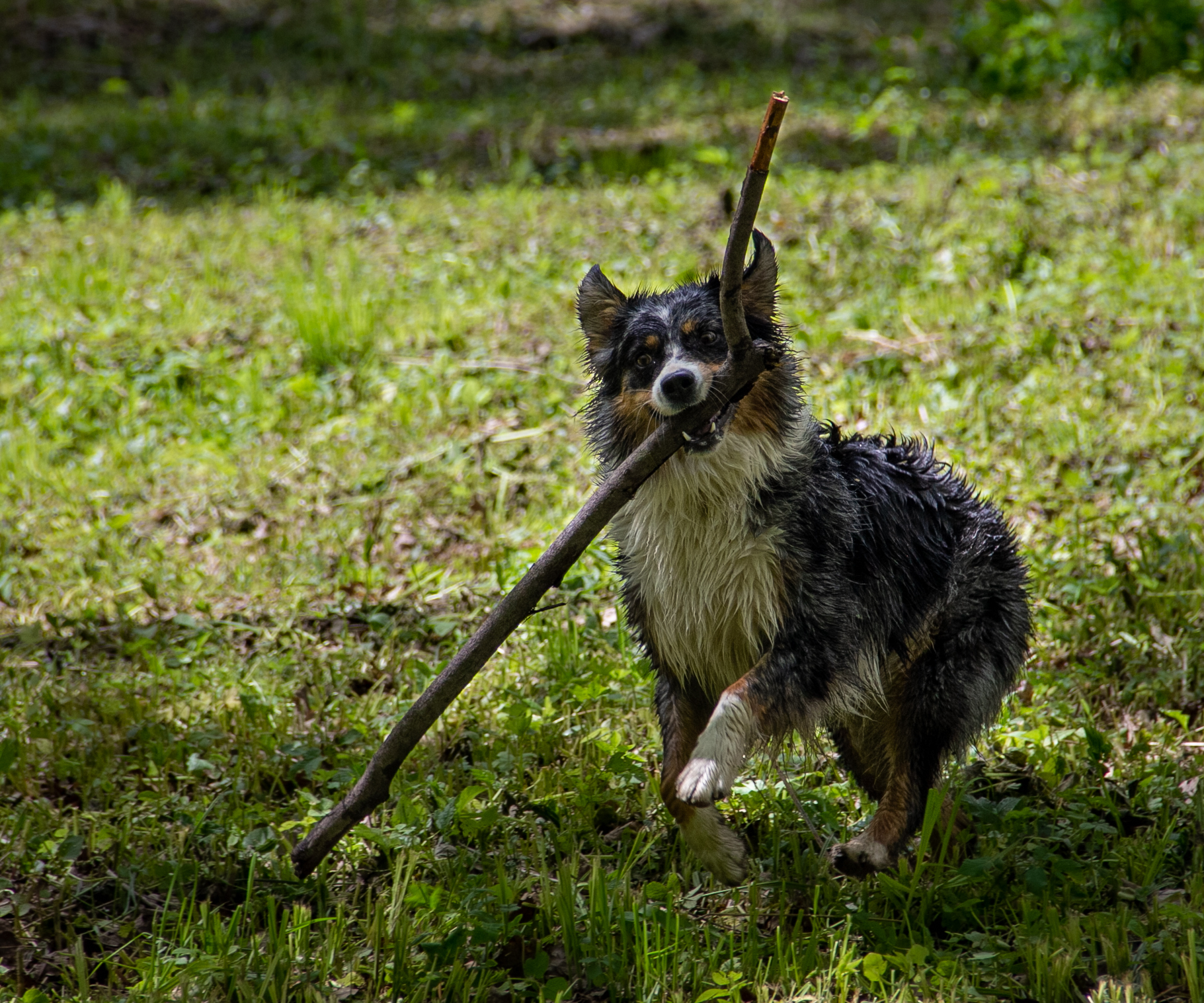 Moments of aussieness... - My, Dog, Walk, Animals, Longpost, Australian shepherd