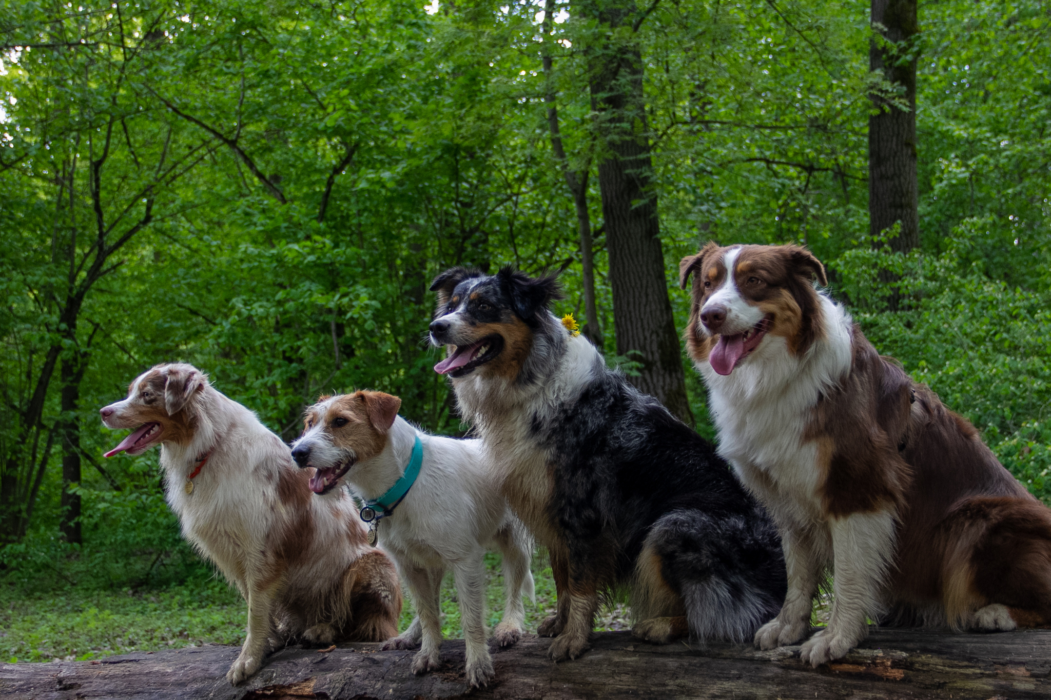 Moments of aussieness... - My, Dog, Walk, Animals, Longpost, Australian shepherd