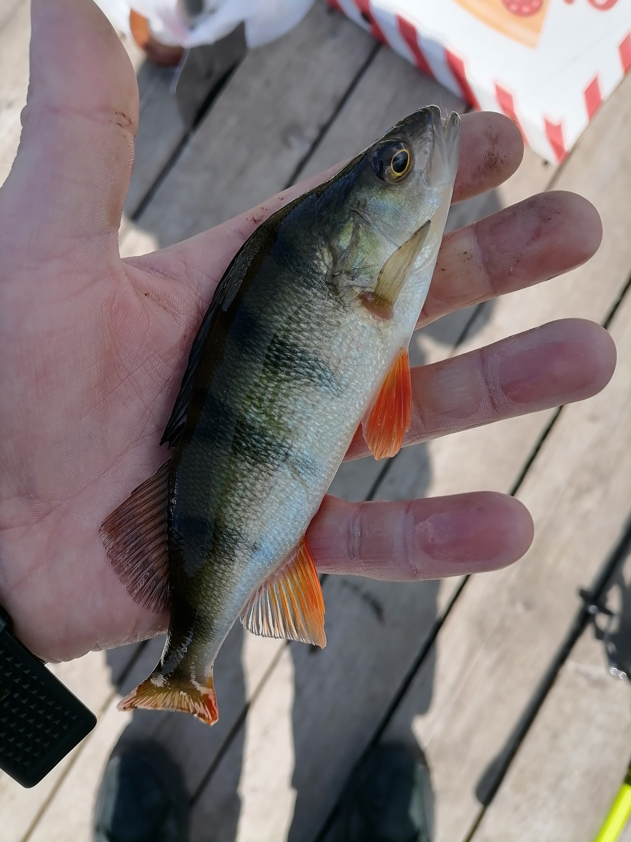 forced) - My, Wife, Fishing, Family holiday, River, Lake, Good weather, Nature, The nature of Russia, Longpost, Perch, Roach