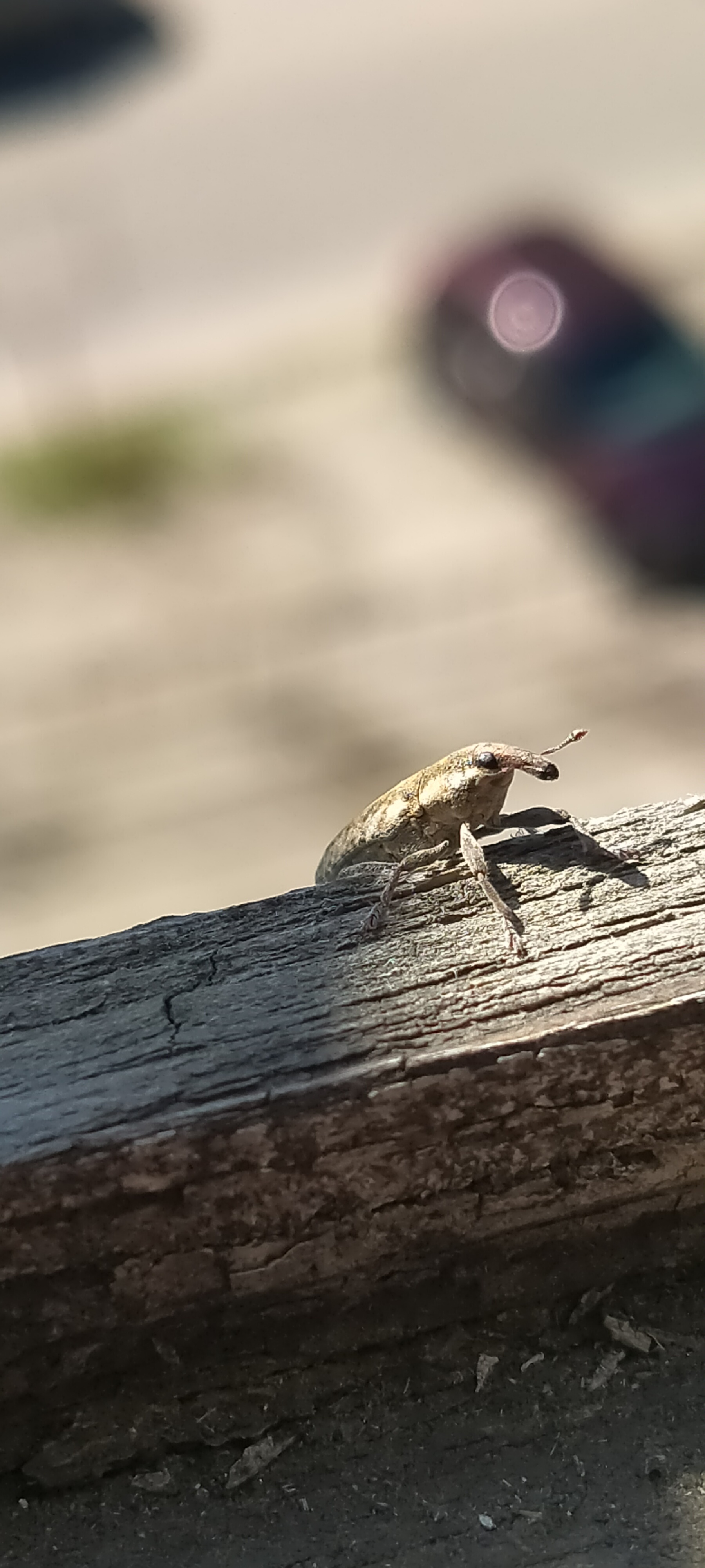 What a miracle - My, Nature, Insects, Жуки, Summer, Spring, Longpost, Who is this?, Voronezh