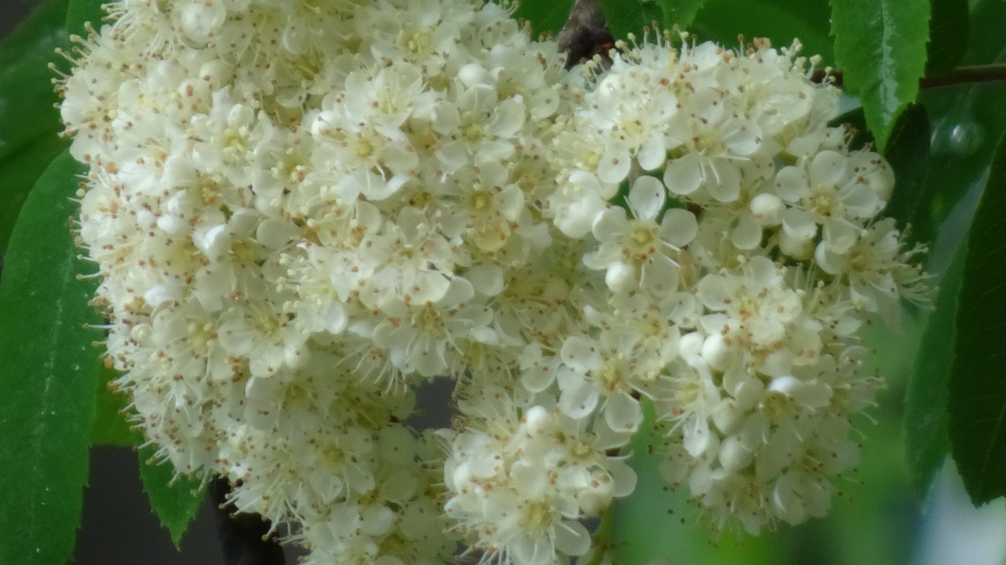 Well? - The photo, Tree, Bud, Christmas trees, Dandelion, Macro photography, Longpost, Rowan, Canon, Sony