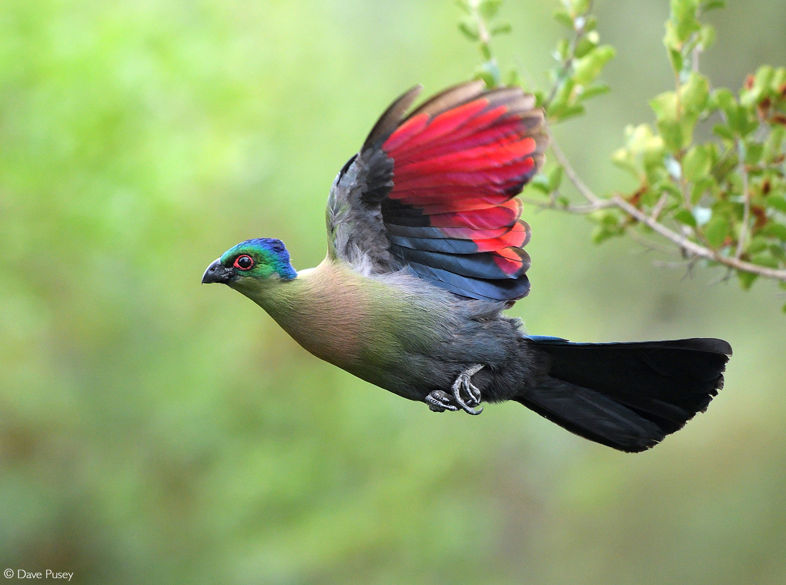 Violet-nosed turaco - Turaco, Birds, Wild animals, wildlife, Kruger National Park, South Africa, The photo, Flight