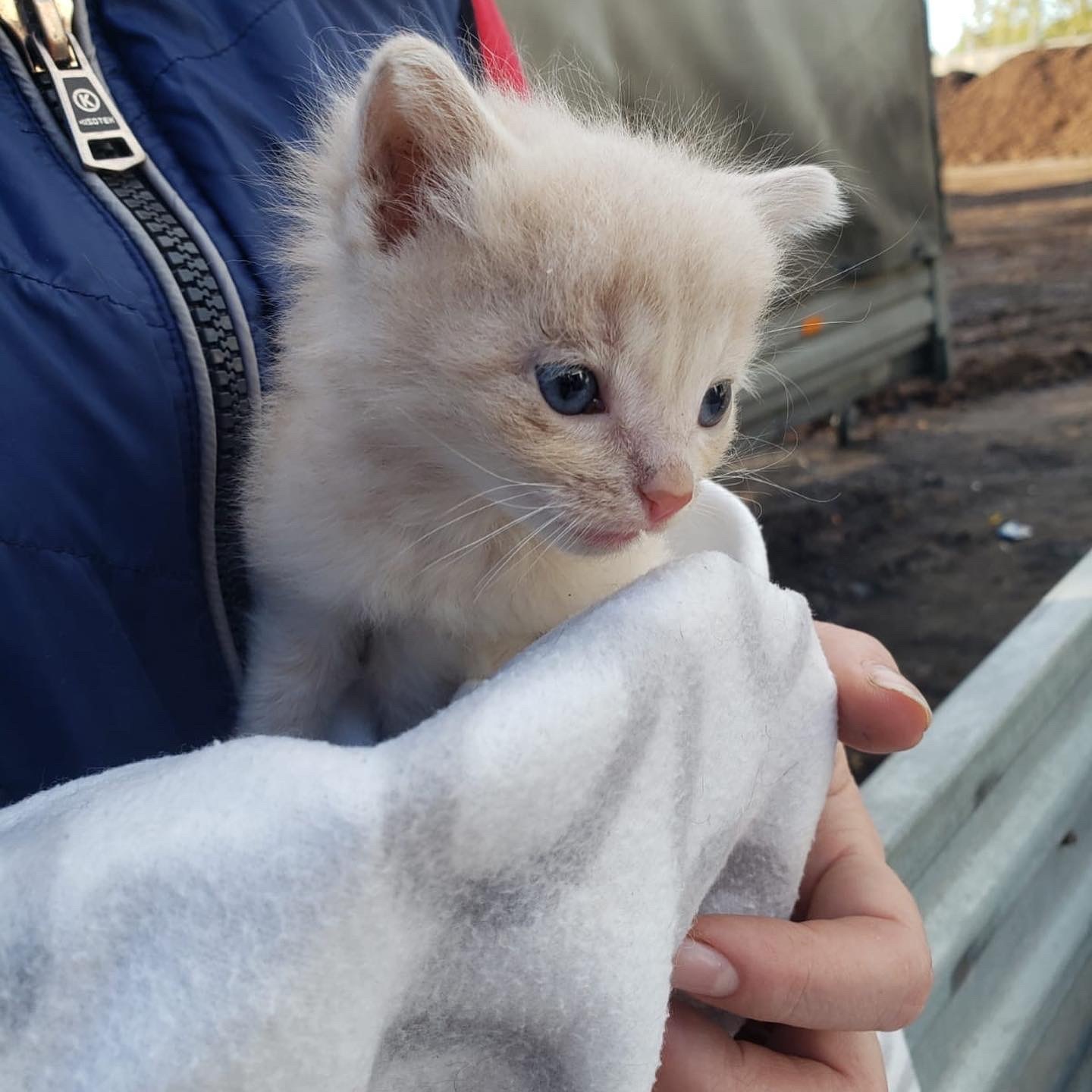 Котятам на заводе начальство не радо. Требует срочно раздать. Ищем дом малышам. СПб и ЛО - Моё, Помощь животным, Спасение животных, Бездомные животные, В добрые руки, Котята, Санкт-Петербург, Ленинградская область, Без рейтинга, Пушистые, Кот, Доброта, Добрые дела, Волонтерство, Домашние животные, Животные, Помощь, Рыжие, Видео, Видео вк, Длиннопост