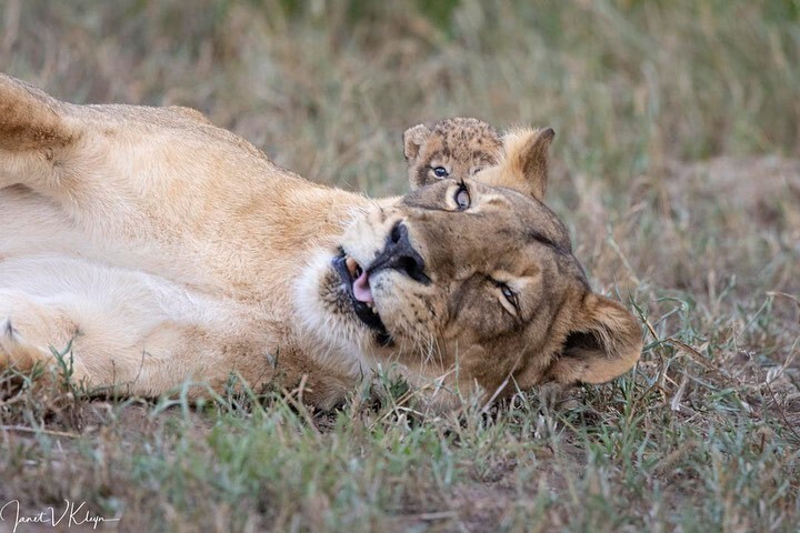 Played - and that's enough - Rare view, Lioness, Lion cubs, a lion, Big cats, Cat family, Predatory animals, Wild animals, wildlife, Reserves and sanctuaries, South Africa, The photo, Longpost, Young