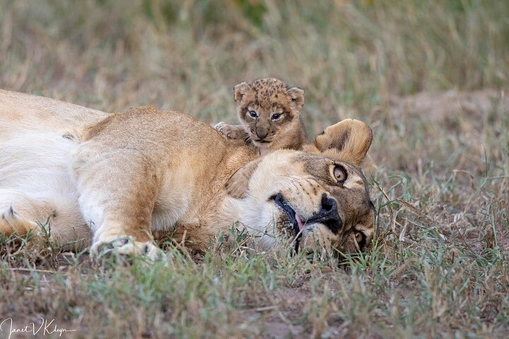 Played - and that's enough - Rare view, Lioness, Lion cubs, a lion, Big cats, Cat family, Predatory animals, Wild animals, wildlife, Reserves and sanctuaries, South Africa, The photo, Longpost, Young