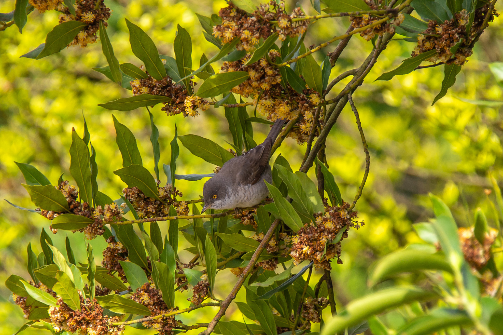 Walks around Sochi. - My, Sochi, 2022, Ornithology, Birds, Adler, Sirius, Southern Cultures Park, Zhulan Sorokoput, Yellow-bellied, Lizard, Moorhen, Cheglok, Redstart, Heron, Longpost