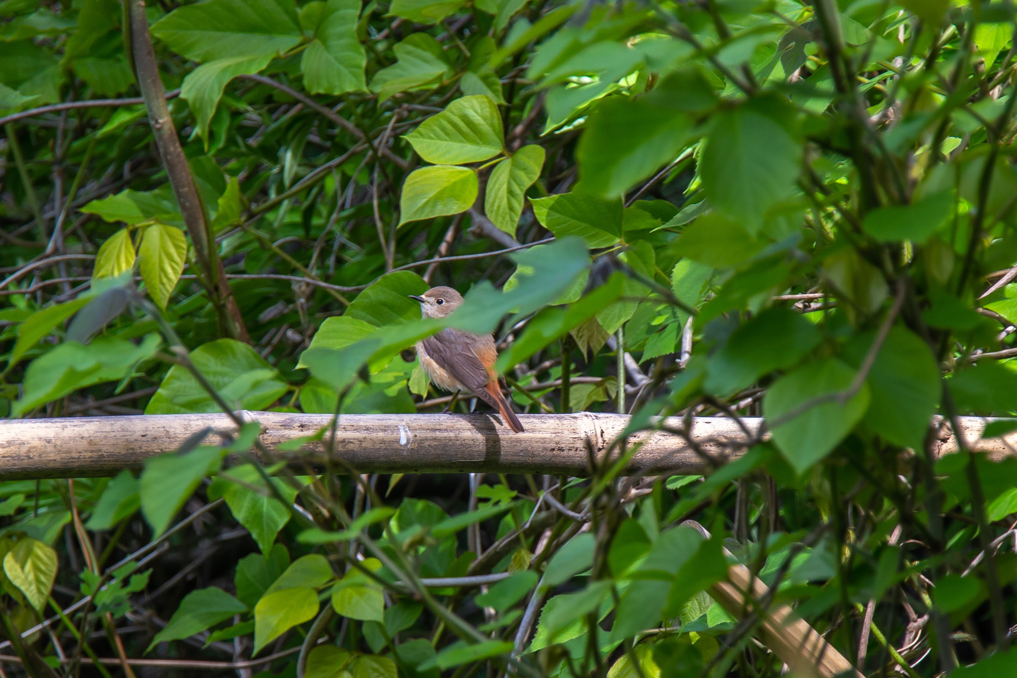 Walks around Sochi. - My, Sochi, 2022, Ornithology, Birds, Adler, Sirius, Southern Cultures Park, Zhulan Sorokoput, Yellow-bellied, Lizard, Moorhen, Cheglok, Redstart, Heron, Longpost