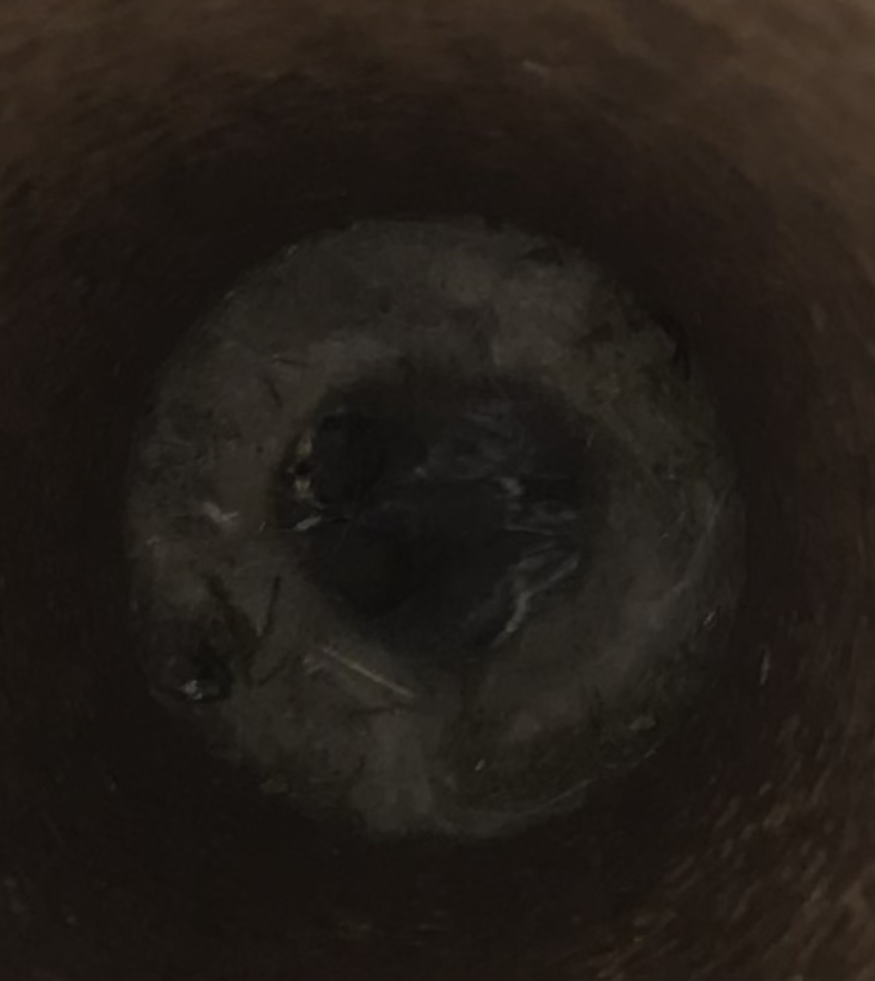 A nest of tits in a pipe - My, Birds, Chick, Tit, Longpost