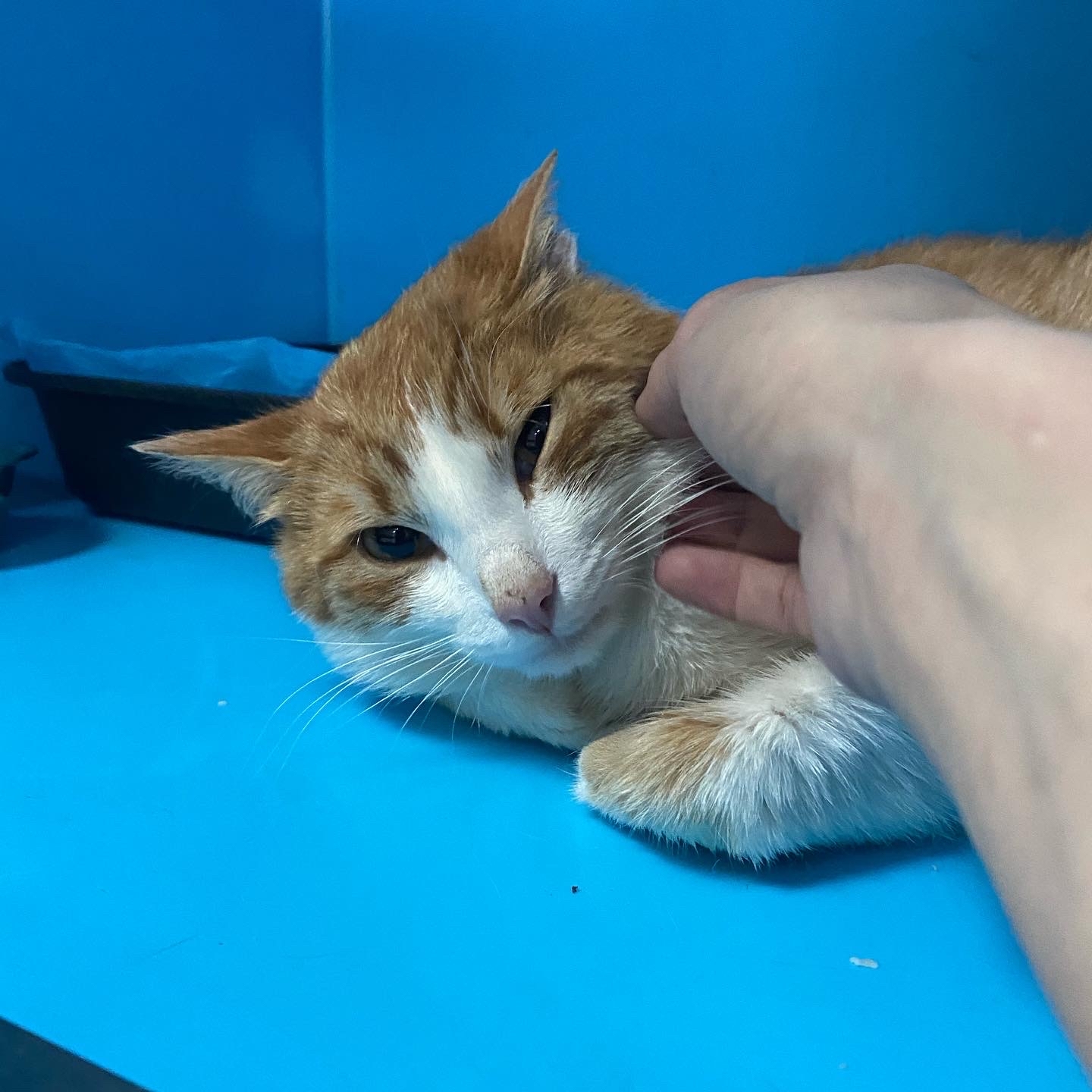 Tomorrow at 14.00 they are taking him to Orange Street... They brought him from their dachas with 5 dogs and 3 cats. There is a real nightmare... - Moscow, Urgently, A pity, In good hands, Help, cat, No rating, Longpost