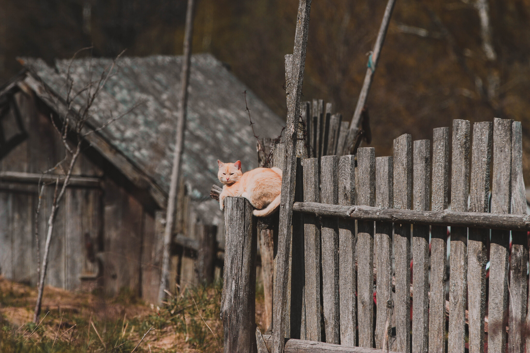 Деревенский кошак - Моё, Республика Беларусь, Фотография, Кот, Деревня