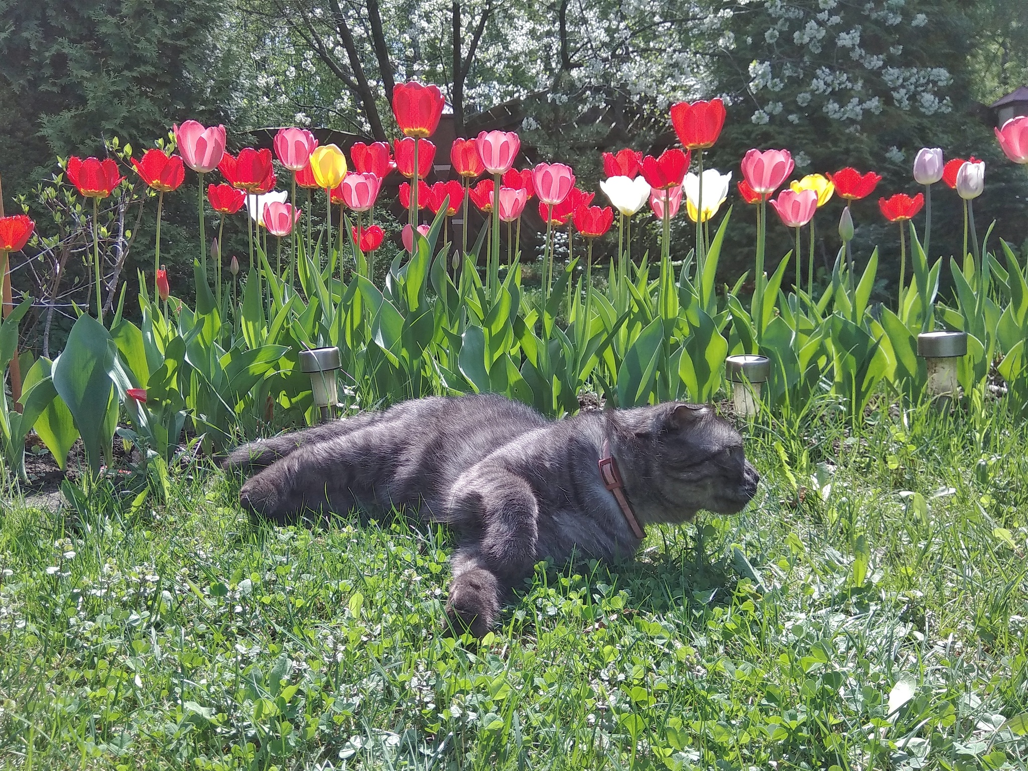 До новых встреч, весна - Моё, Кот, Сад, Тюльпаны, Весна, Мобильная фотография