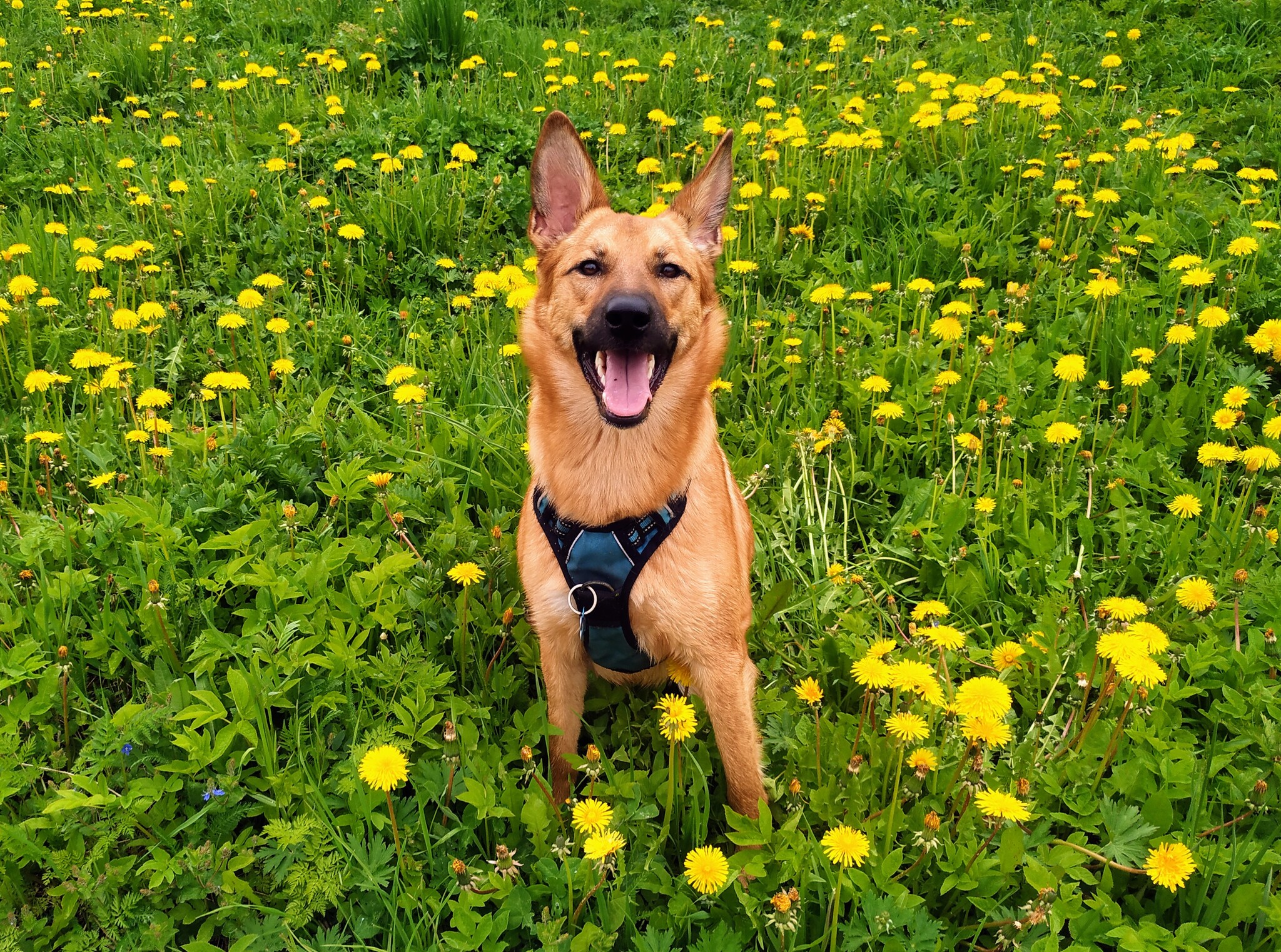 A good girl wishes everyone happiness and a warm summer! - My, Pets, Milota, Dog, The photo