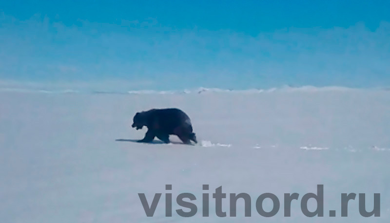 Hey bear! - My, Tourism, Travel across Russia, Туристы, Travels, The Bears, Chukotka, Russia, Wild animals, Hike, Vacation, Longpost, The photo