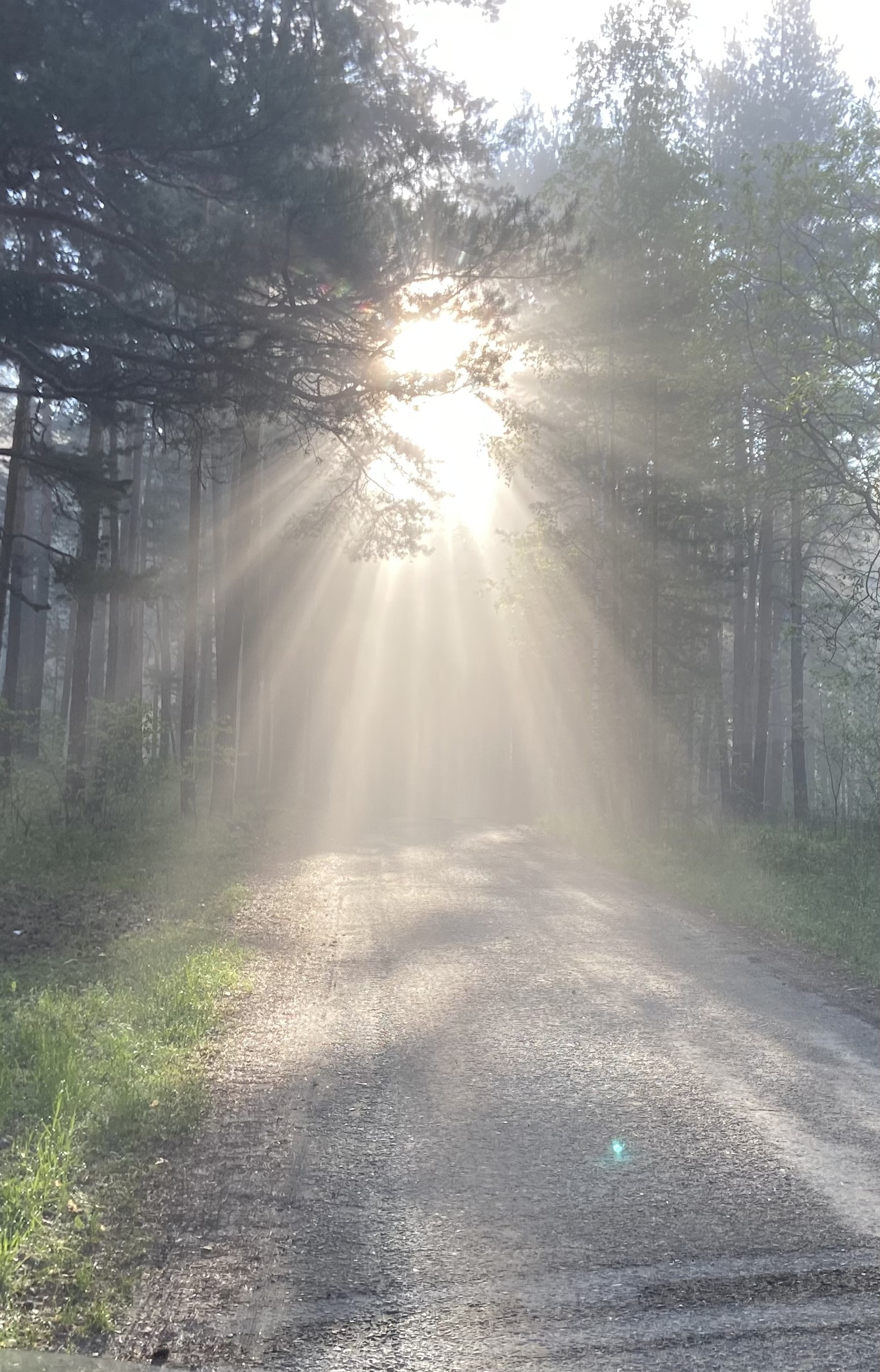 Morning - My, Fog, Morning, Forest, Sun rays