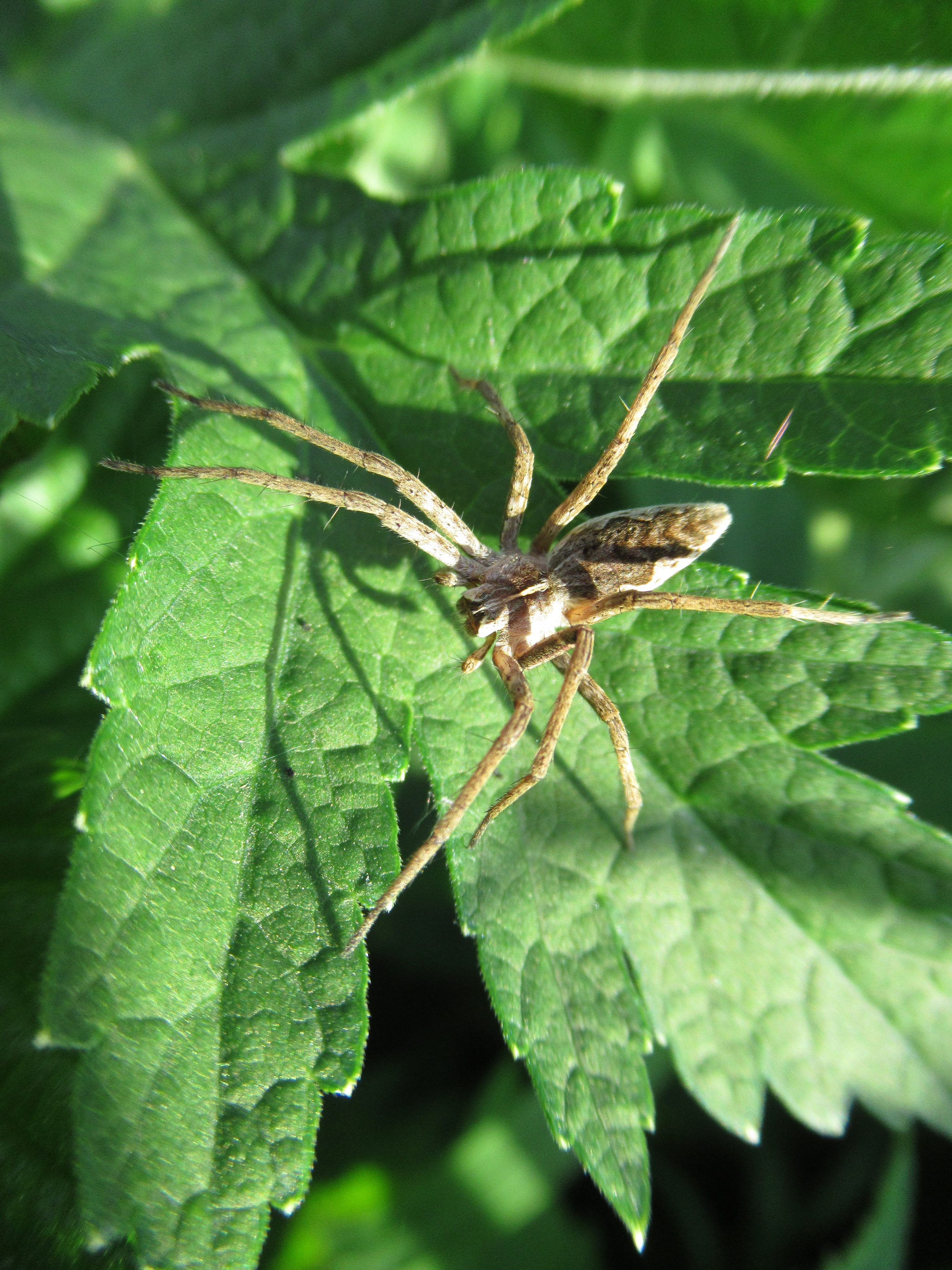 And once again I came and brought crooked insect photos - My, Insects, Spider, Macro photography, Dandelion, Ants, Longpost