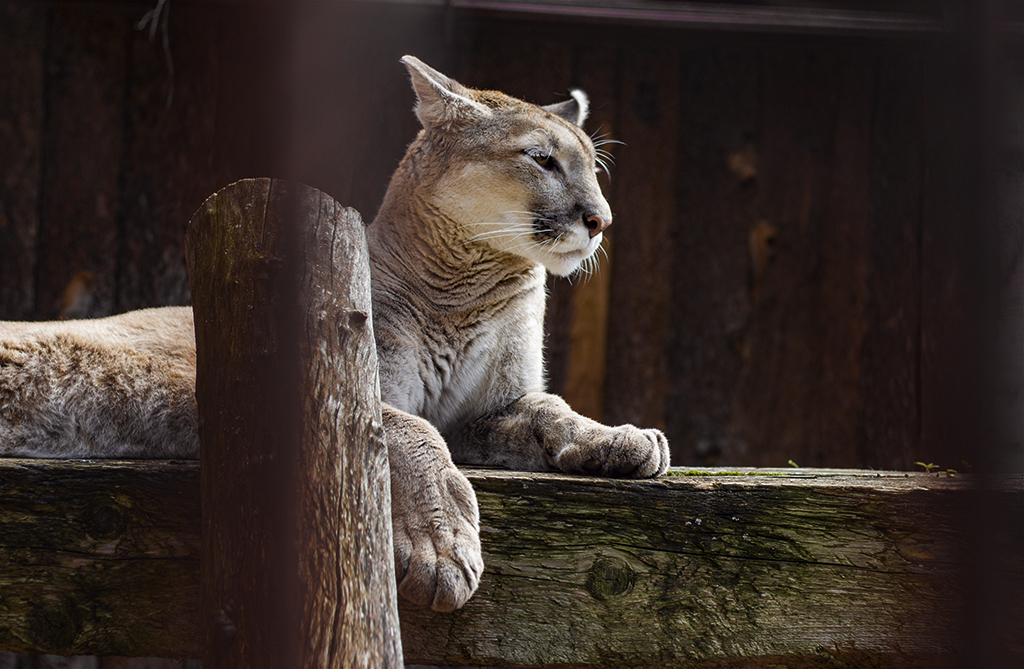 Perm Zoo - My, Big cats, Zoo, a lion, Puma, Leopard, Wild animals, Predatory animals, Cat family, The photo, Longpost