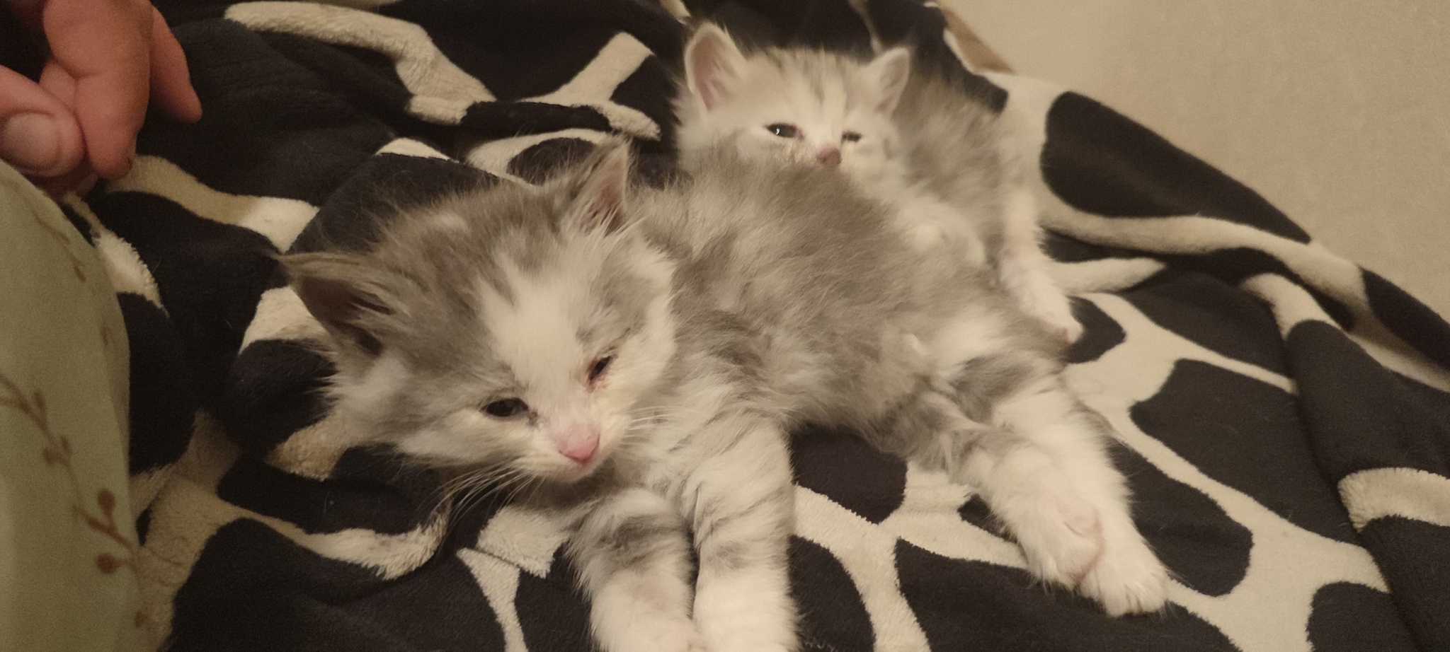 Авито абакан кошки. Котята абакан. абаканский кот.