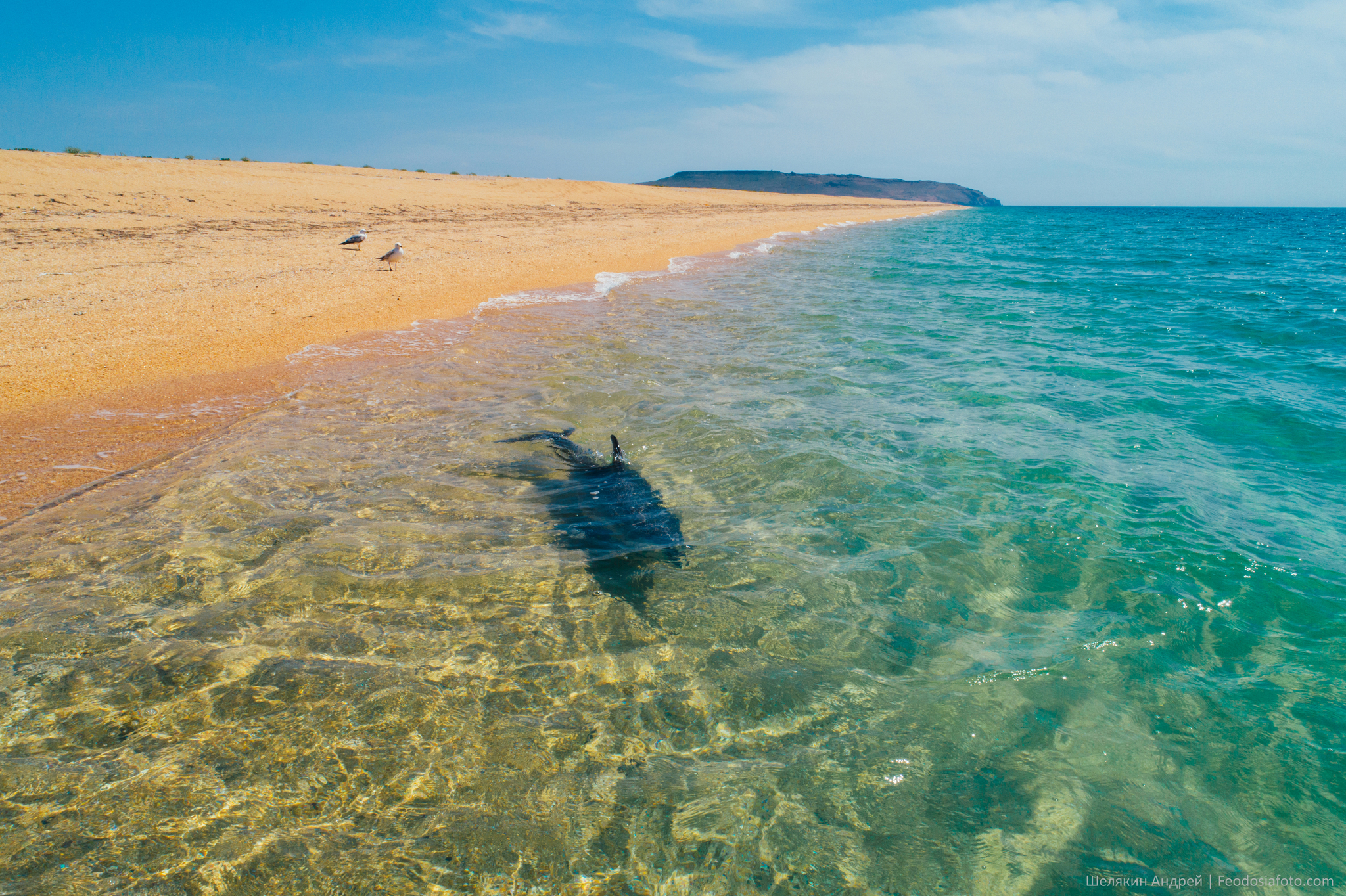 If there is Delfin, then there is also DelShved? - My, Landscape, Crimea, Black Sea, Dolphin, Beach, Longpost